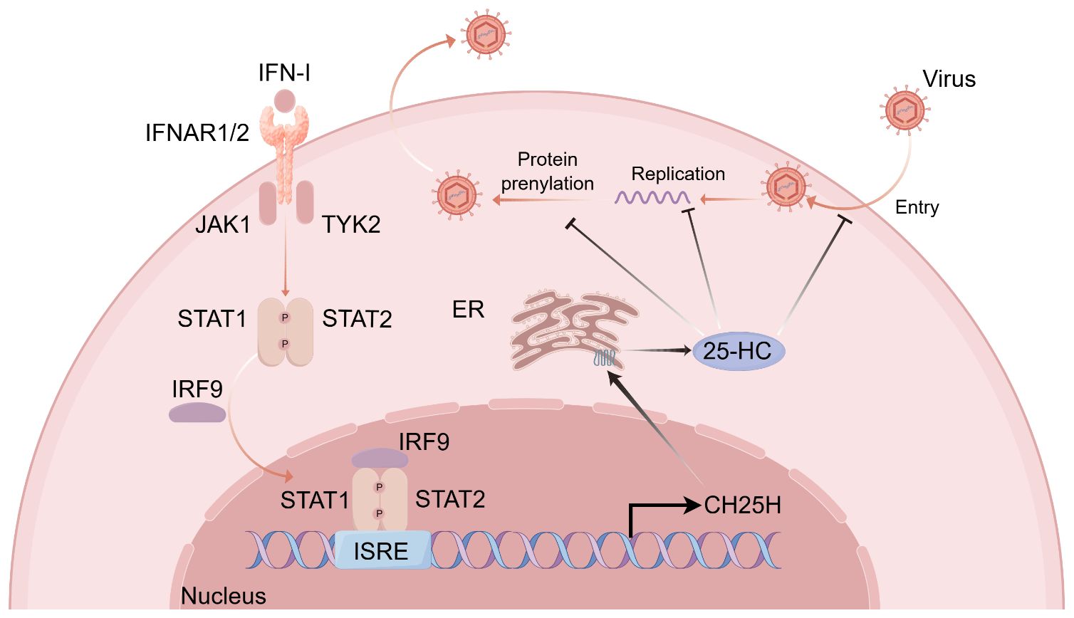 Diagram illustrating the cellular immune response to a virus. The virus enters a cell and undergoes protein prenylation and replication. Interferons (IFN-I) activate IFNAR1/2 receptors, leading to JAK1 and TYK2 phosphorylation of STAT1 and STAT2 proteins. These proteins, along with IRF9, enter the nucleus, binding ISRE to induce gene expression of CH25H, leading to 25-HC production. This process inhibits viral entry and replication.
