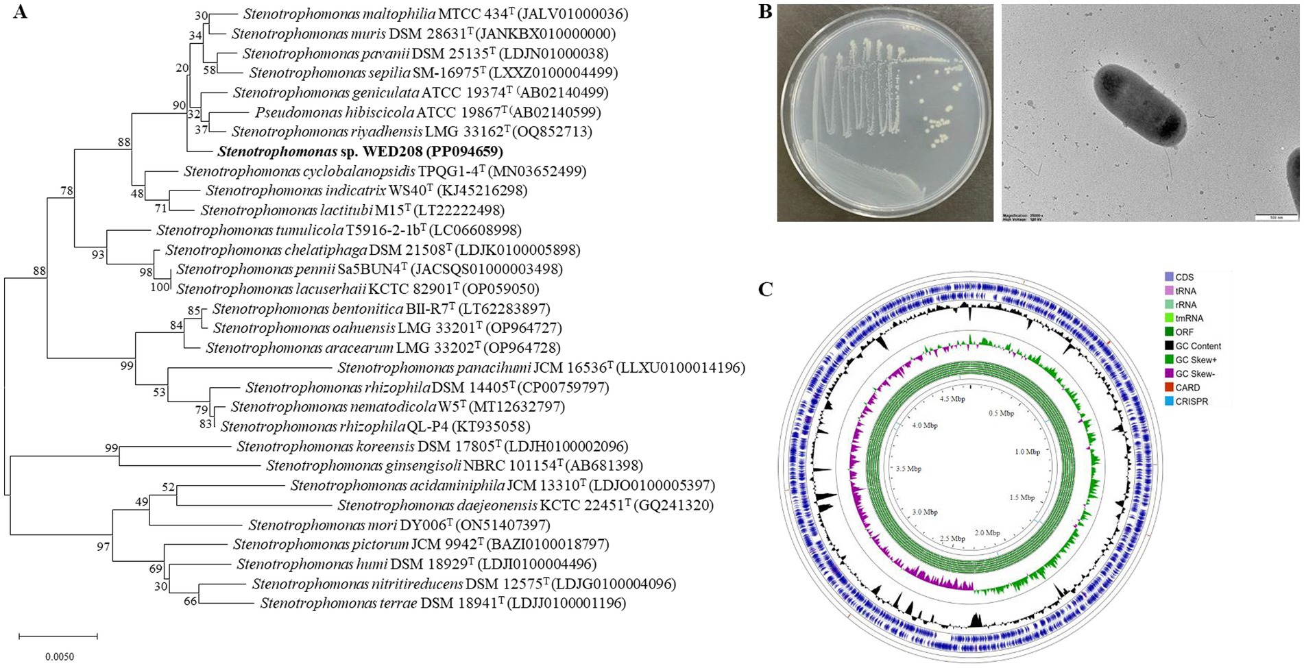 Phylogenetic tree, petri dish culture, and electron microscopy of Stenotrophomonas sp. WED208, with genome map. (A) Phylogenetic tree shows evolutionary relationships among Stenotrophomonas species. (B) Left: Petri dish with bacterial colonies. Right: Electron micrograph of a rod-shaped bacterium. (C) Circular genome map displays coding sequences, GC content and skew, and gene annotations such as CDS, tRNA, rRNA, and more, with color-coded key.