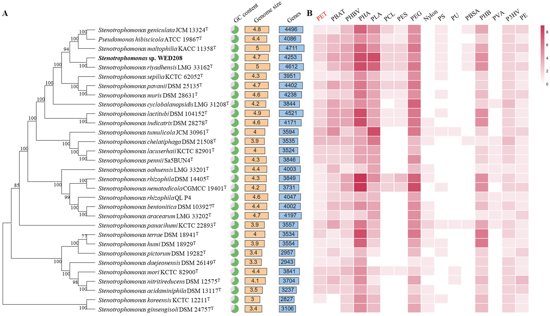 Phylogenetic tree and heatmap. The phylogenetic tree on the left shows various Stenotrophomonas species with corresponding GC content, genome size, and gene count values. The heatmap on the right displays enzyme activity levels for degrading different plastics, with intensity indicated by shades of red.