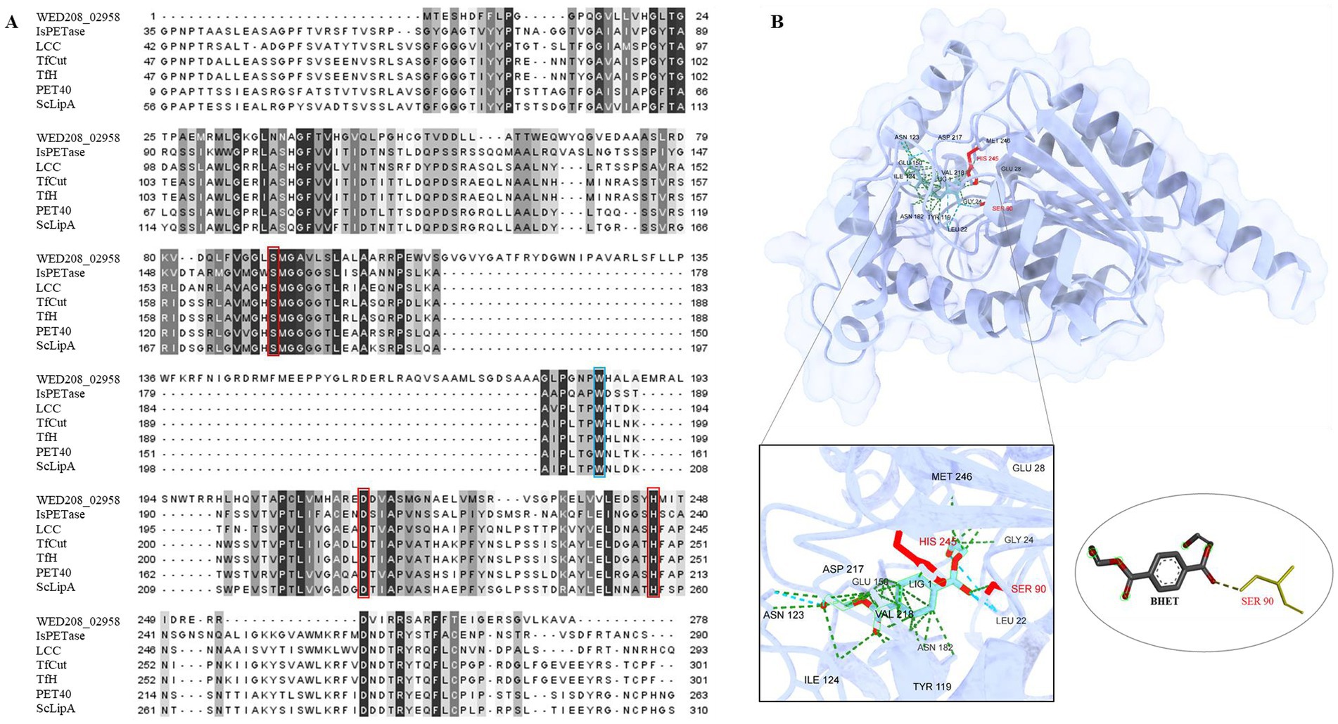 A composite image showing a protein sequence alignment and a 3D protein structure. On the left (A), multiple protein sequences from various sources are aligned, with conserved regions highlighted. On the right (B), the 3D structure of a protein is depicted, showing its secondary structure with helices and strands. A zoomed-in section highlights interactions between amino acids, labeled with names and positions, such as HIS 245 and SER 90. An inset diagram illustrates a molecule interacting with SER 90.