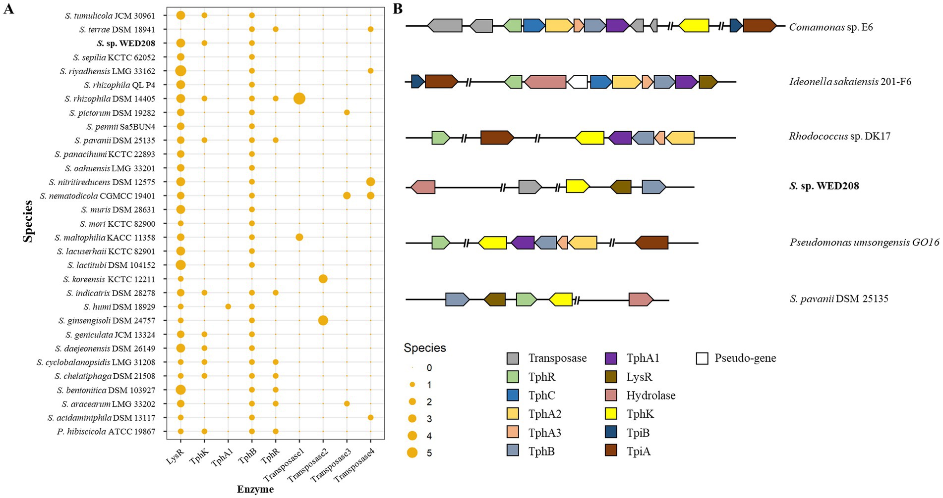 Panel A shows a dot plot illustrating enzyme occurrences across different species, with species listed on the y-axis and enzymes on the x-axis. Dot sizes indicate occurrence frequency, with a scale from zero to five. Panel B illustrates gene clusters for various species including Comamonas sp. E6 and Ideonella sakaiensis 201-F6. Each gene is represented by colored shapes, with a legend detailing gene functions like Transposase and TphR.