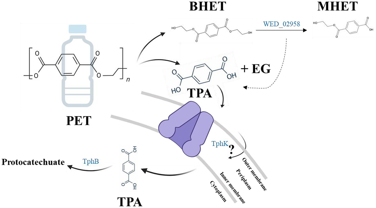Diagram showing the breakdown of PET plastic into its components. PET is first converted to BHET and MHET by the enzyme WED_02958, releasing EG. MHET is further broken down to TPA by the same enzyme. TPA is then transported through a membrane protein and converted to protocatechuate by TpaB.