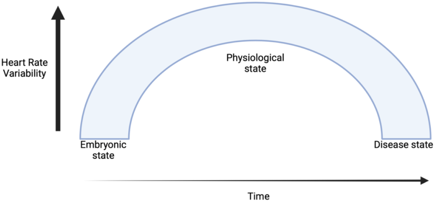 Graph depicting heart rate variability over time. The vertical axis represents heart rate variability, while the horizontal axis represents time. A curved line illustrates three states: embryonic state with high variability, physiological state at peak variability, and disease state with low variability.