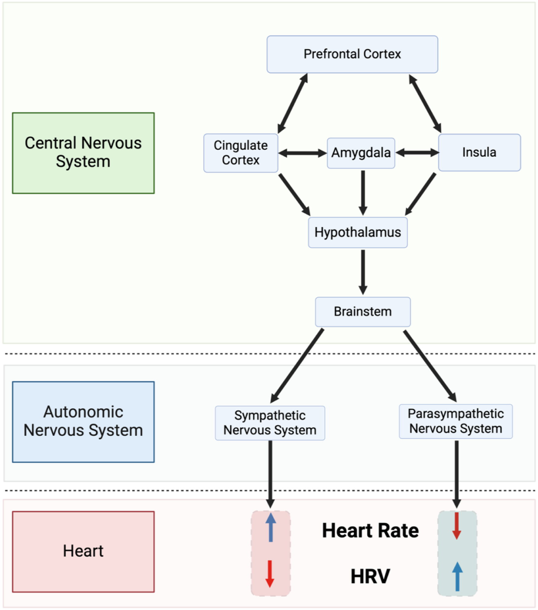 Diagram illustrating the influence of the central nervous system on heart rate. The prefrontal cortex, cingulate cortex, amygdala, and insula interact, leading to the hypothalamus and brainstem, which affect the autonomic nervous system. This system splits into sympathetic and parasympathetic branches, impacting heart rate and heart rate variability.
