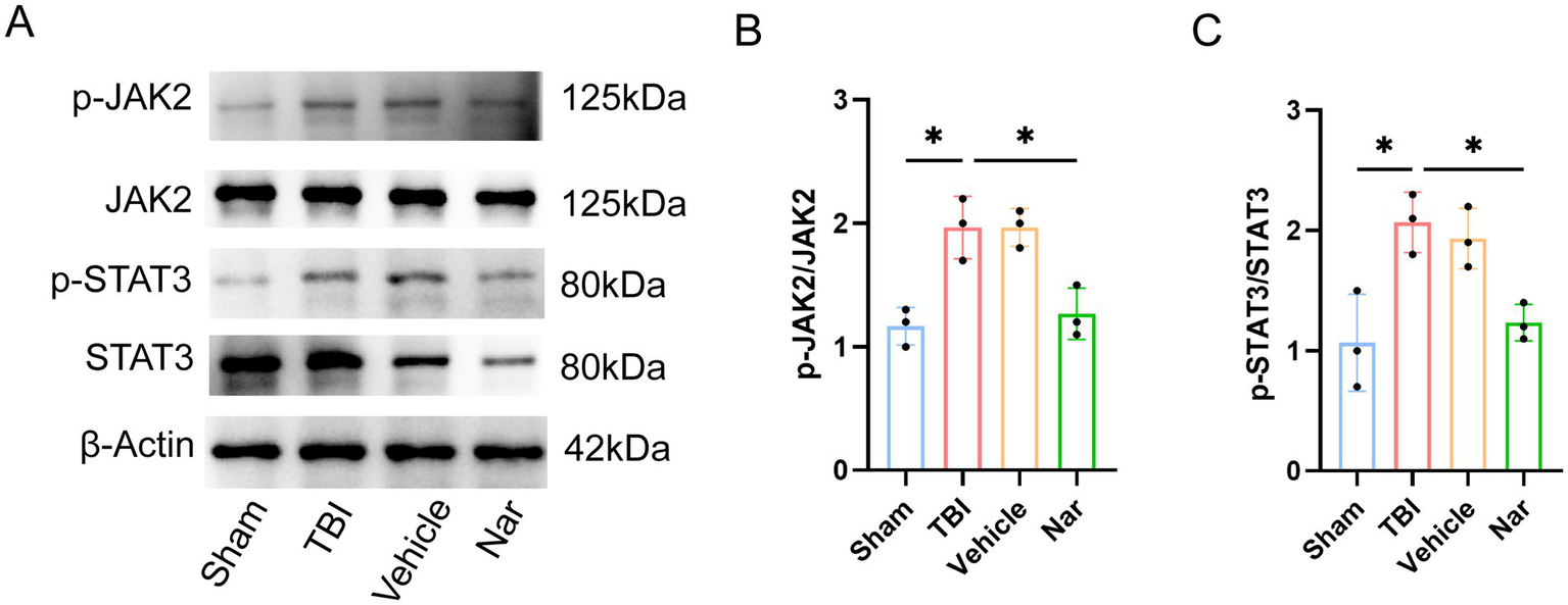 Panel A shows a Western blot with bands for p-JAK2, JAK2, p-STAT3, STAT3, and β-Actin across four conditions: Sham, TBI, Vehicle, and Nar. Panel B is a bar graph displaying p-JAK2/JAK2 ratios and Panel C shows p-STAT3/STAT3 ratios for the same conditions. Significant differences are marked with an asterisk.