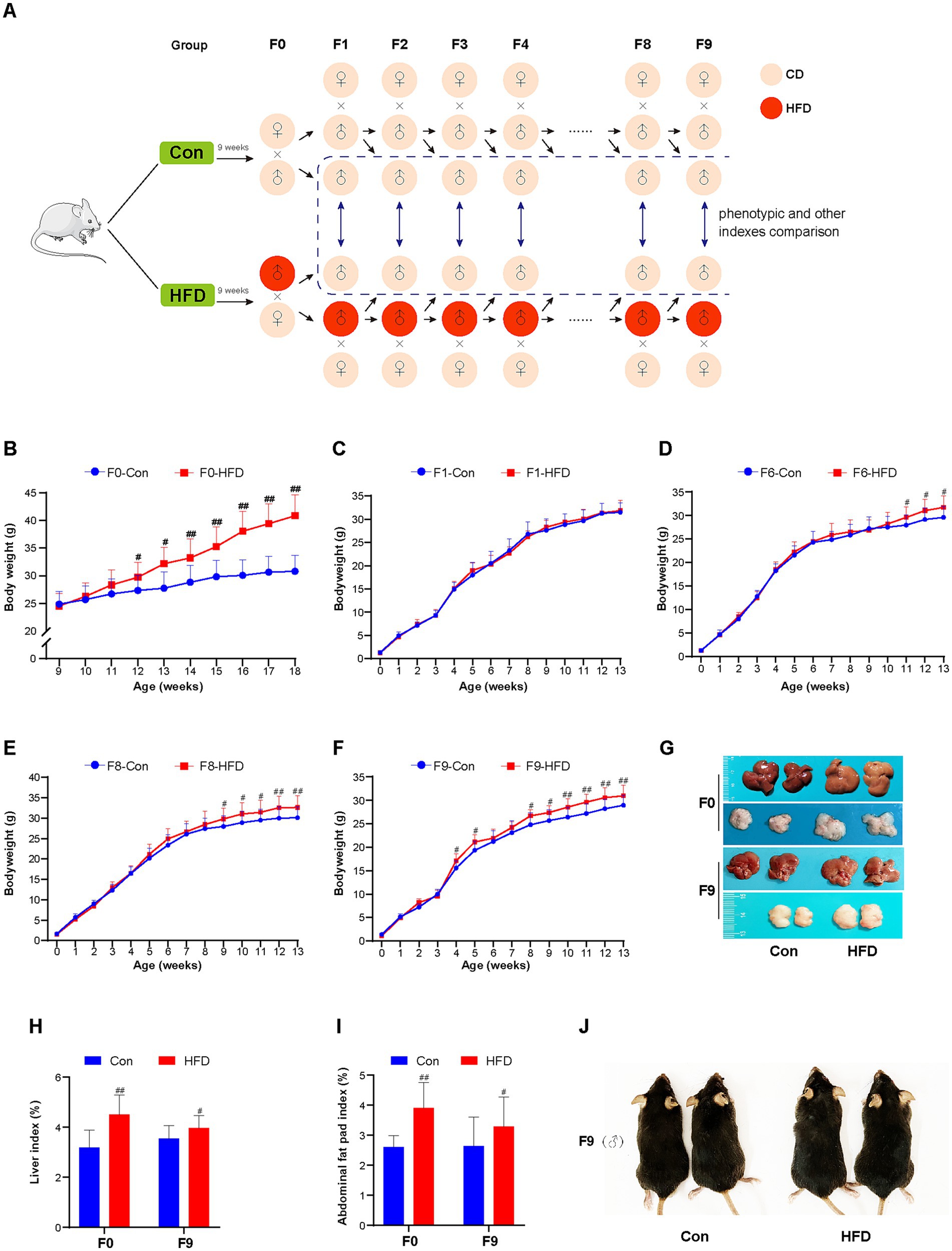 Diagram illustrating a mouse study on the effects of a high-fat diet (HFD) versus control diet (Con) across nine generations. Panels B to F show bodyweight graphs comparing Con and HFD groups over several weeks for generations F0, F1, F6, F8, and F9. Graphs indicate higher bodyweight in HFD groups. Panel G displays liver images from F0 and F9 mice on different diets. Panels H and I are bar graphs showing liver and abdominal fat pad indices, highlighting increased indices in HFD mice. Panel J depicts physical differences in F9 mice from Con and HFD groups, with mice from the HFD group appearing larger.