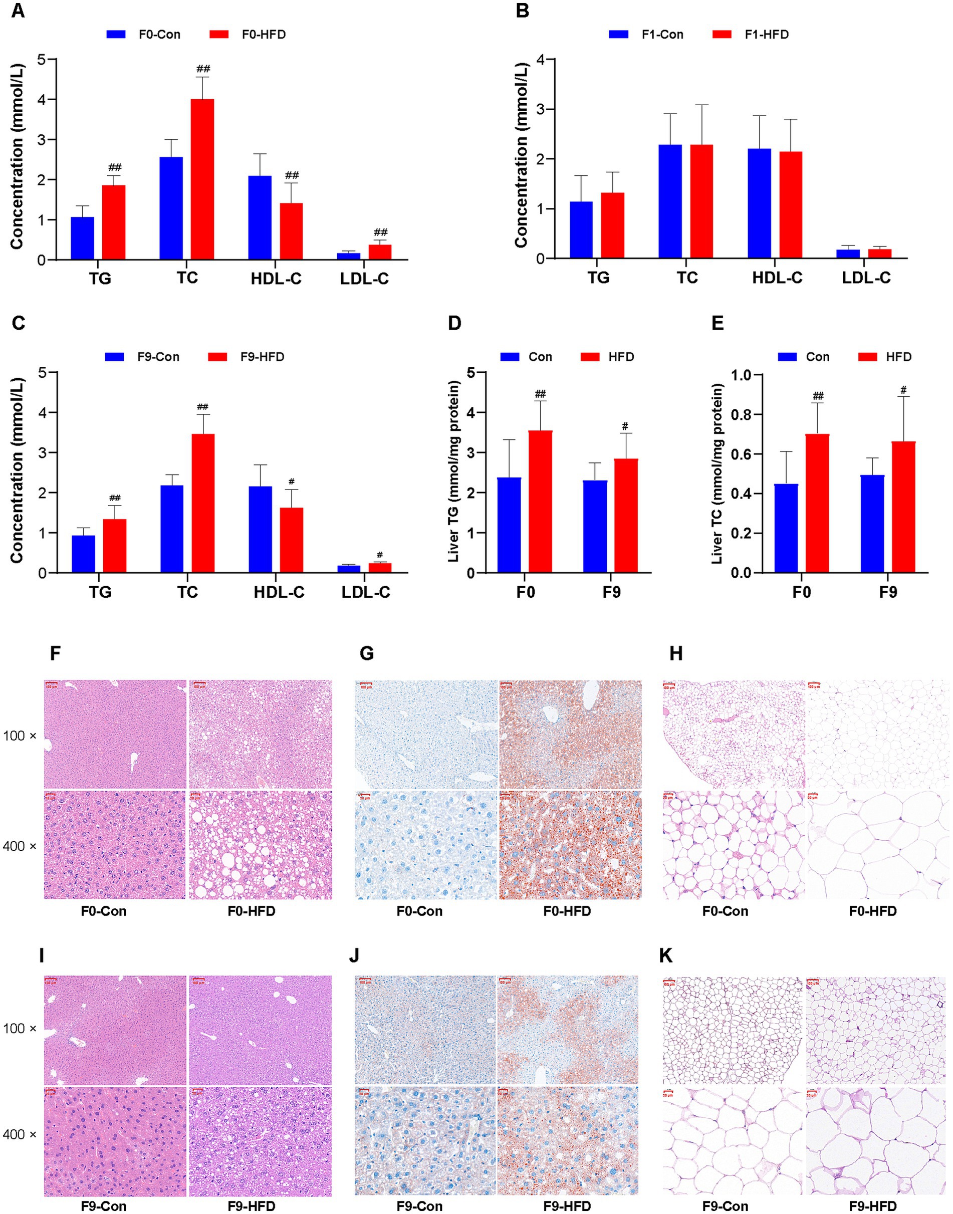 Graphs and histology images illustrating the effects of high-fat diet (HFD) on lipid profiles and liver tissues in mice across generations F0 and F9. Panels A-C show lipid concentrations (TG, TC, HDL-C, LDL-C) in different groups, with significant differences marked by symbols. Panels D-E depict liver triglycerides and total cholesterol levels. Panels F-K display histological sections of liver and adipose tissues, with noticeable differences between control and HFD groups in staining patterns and tissue structure, emphasizing the impact of dietary intervention.
