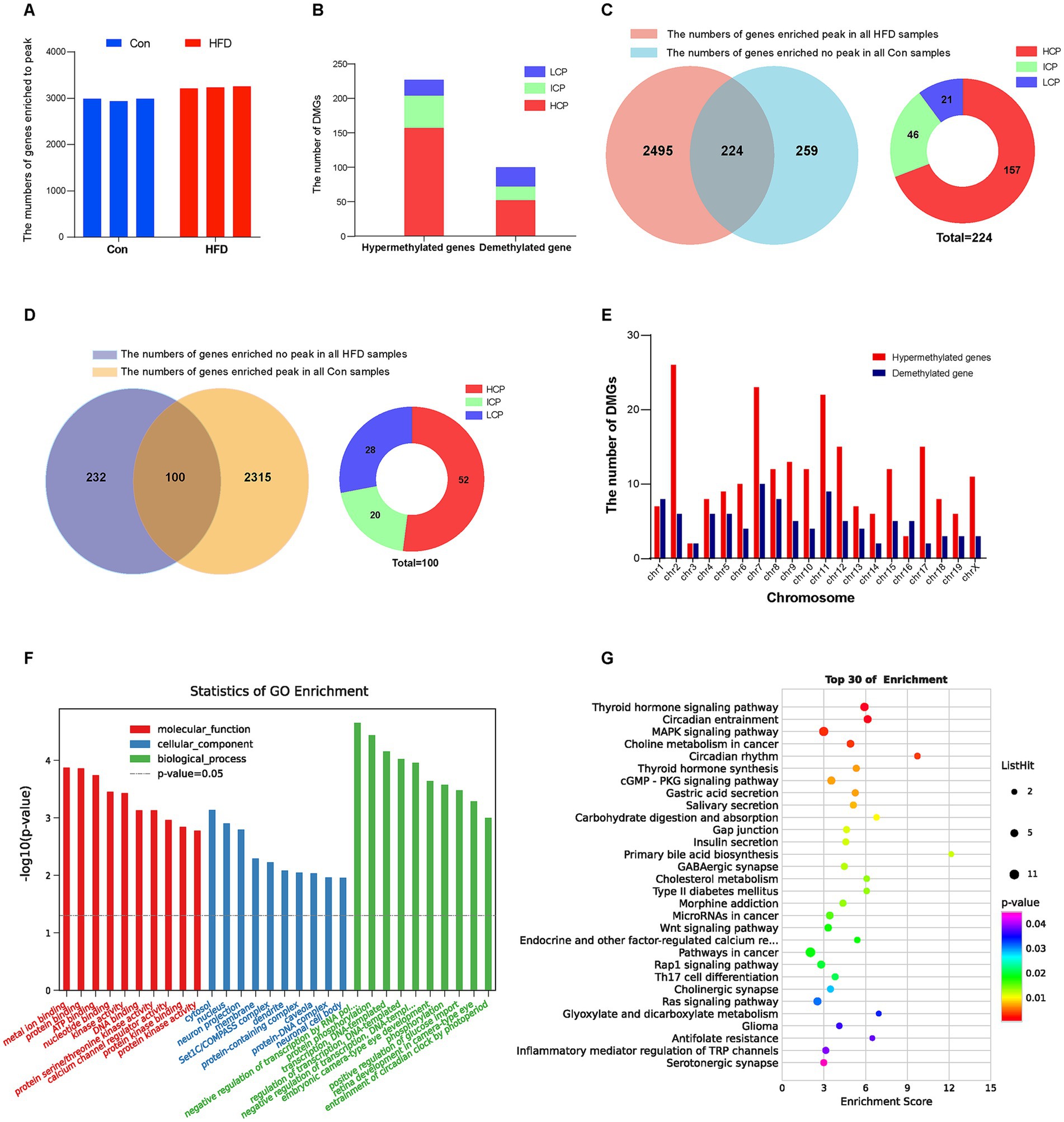 Composite image featuring multiple charts and graphs on gene enrichment and methylation analysis. Panel A shows a bar graph comparing gene enrichment in control (Con) and high-fat diet (HFD) samples. Panel B illustrates a stacked bar graph of hypermethylated and demethylated genes across three categories: LCP, ICP, and HCP. Panel C and Panel D contain Venn diagram and pie chart comparing peak and non-peak enrichment gene in HFD and Con samples, displays a statistics and distribution of HFD induced hypermethylated and demethylated genes. Panel E is a bar graph showing the distribution of DMGs in chromosome, categorized by hypermethylated and demethylated genes. Panel F presents a bar graph on Gene Ontology (GO) enrichment statistics split into molecular function, cellular component, and biological process. Panel G shows a dot plot of the top thirty pathways enriched, with dots colored by p-value and sized by list hit count.