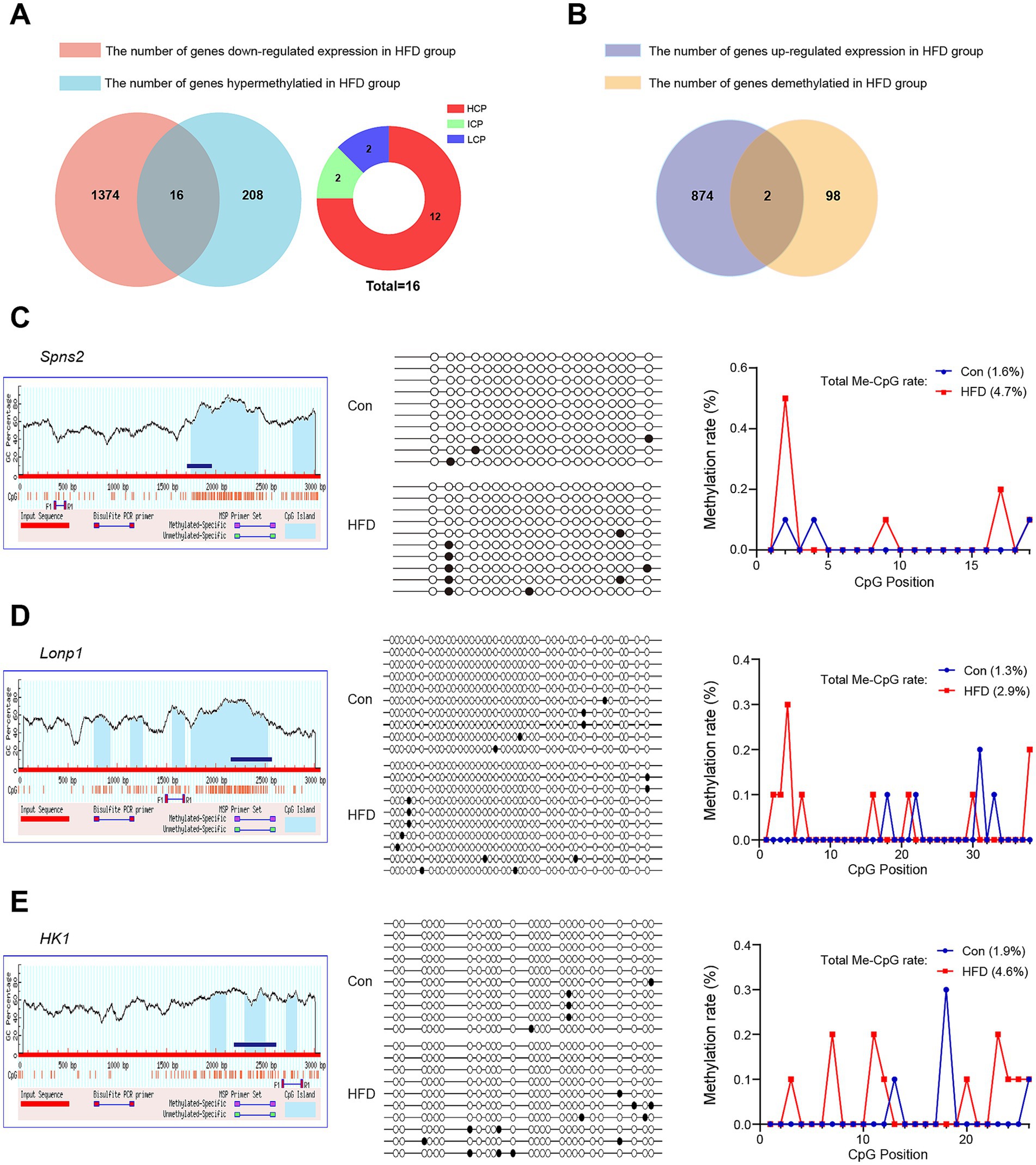 Diagram displaying data on gene expression and methylation. Panel A: Venn diagram and pie chart for HFD group, showing downregulated and hypermethylated genes. Panel B: Venn diagram for upregulated and demethylated genes. Panels C-E: Graphs and methylation data for Spns2, Lonp1, and HK1 genes, comparing control (Con) and high-fat diet (HFD) groups, with CpG position and methylation rate charts.