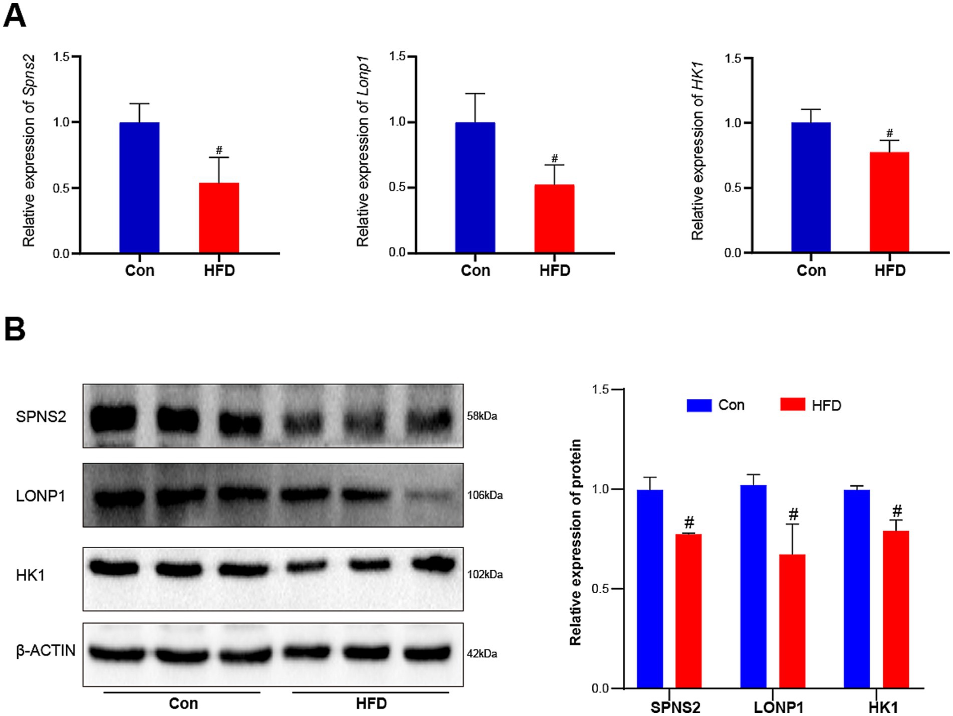 Graphical data displays differences in gene and protein expressions between control (Con) and high-fat diet (HFD) groups. Panel A: Bar graphs show decreased expressions of genes Spns2, Lonp1, and Hk1 in HFD compared to Con.Panel B: Western blots and bar graph depict lower protein levels of SPNS2, LONP1, and HK1 in HFD, with beta-actin as a loading control. Blue bars represent the Con group, and red bars represent the HFD group. Hash symbols indicate significant changes.