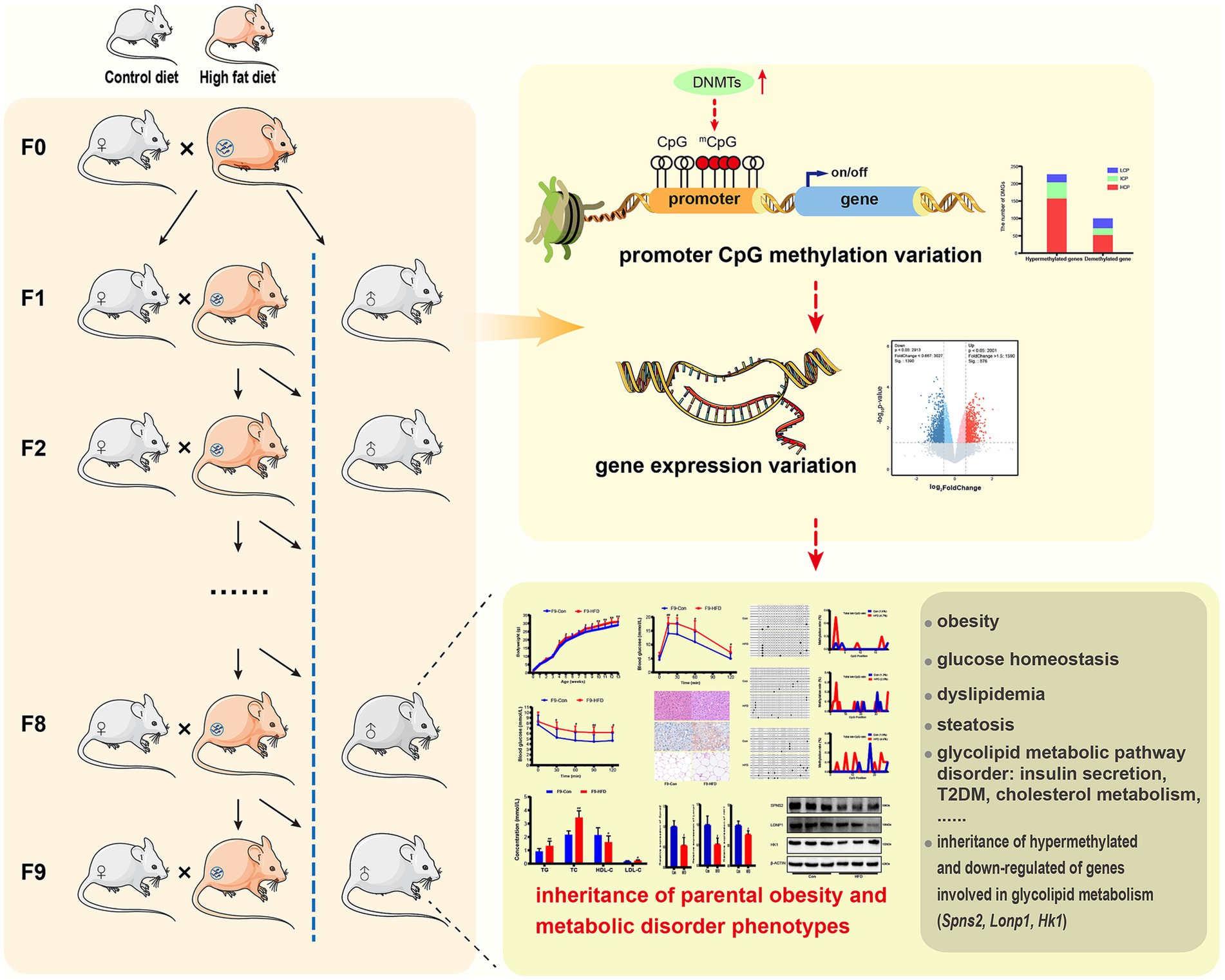 Diagram illustrating the inheritance of obesity and metabolic disorders in mice across generations (F0 to F9), linking high-fat diet exposure to promoter CpG methylation and gene expression variations. The image includes graphs and charts showing gene variations affecting obesity, glucose homeostasis, lipid profiles, and metabolic pathways. Key terms include high-fat diet, obesity, metabolic disorder, intergenerational inheritance and DNA methylation.