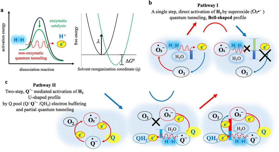 Graphical content illustrating two pathways for hydrogen activation. In Panel (a), a graph shows dissociation and free energy with enzymatic catalysis and non-enzymatic quantum tunneling. Panel (b) describes Pathway I, featuring a bell-shaped profile for single-step activation of hydrogen by superoxide with quantum tunneling. Panel (c) illustrates Pathway II, showing a U-shaped profile for two-step, quinone-mediated activation of hydrogen involving electron buffering and partial quantum tunneling. Key reactions and molecular participants are highlighted with arrows and symbols.