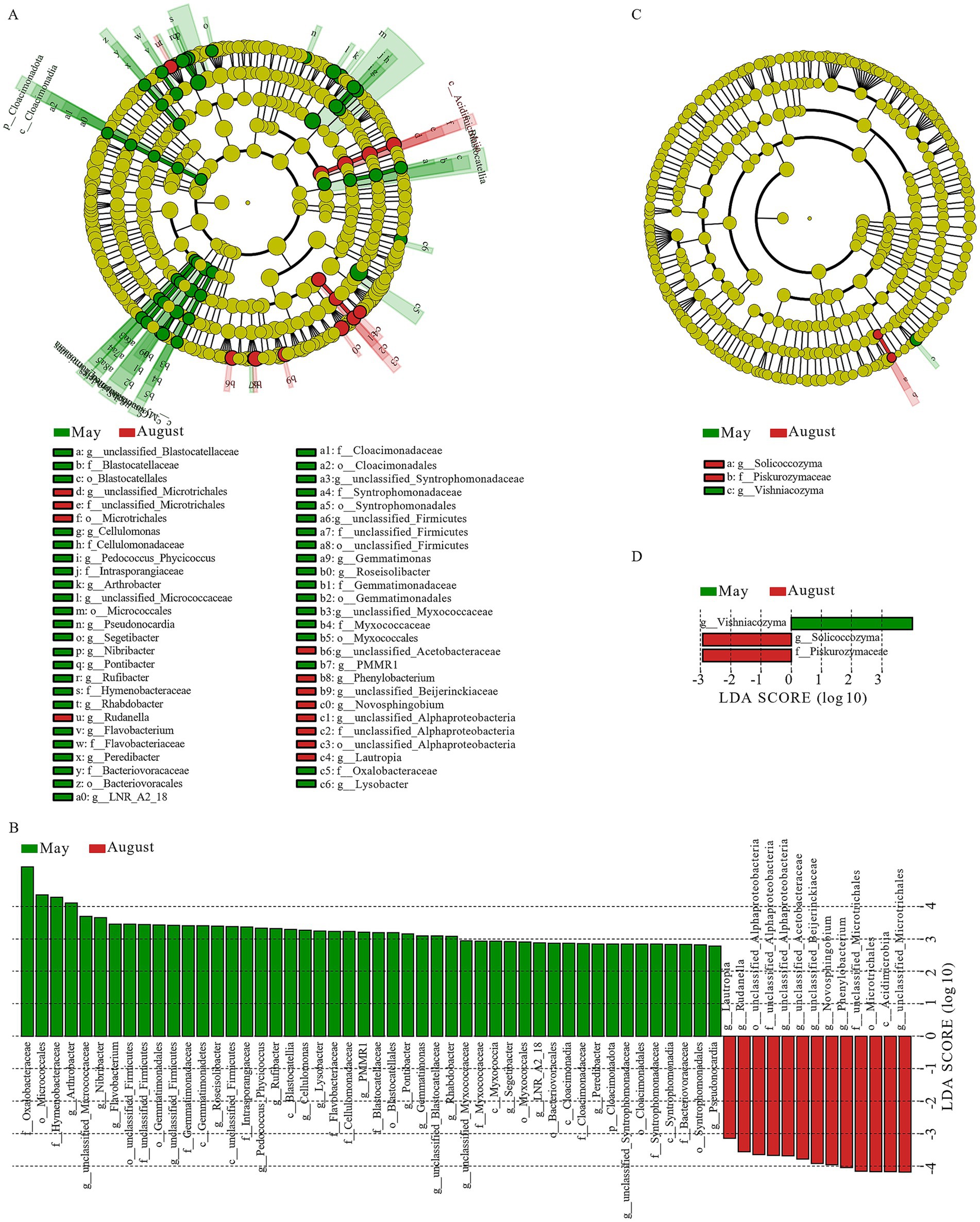 Circular and bar graphs illustrate bacterial community compositions and LDA scores. Sections A and C feature circular charts with taxa indicated by green (May) and red (August). Section B displays a bar chart showing LDA scores, with green and red sections for May and August, respectively. Section D presents a smaller LDA score comparison between two months. Labels detail specific bacterial taxa and their associations.
