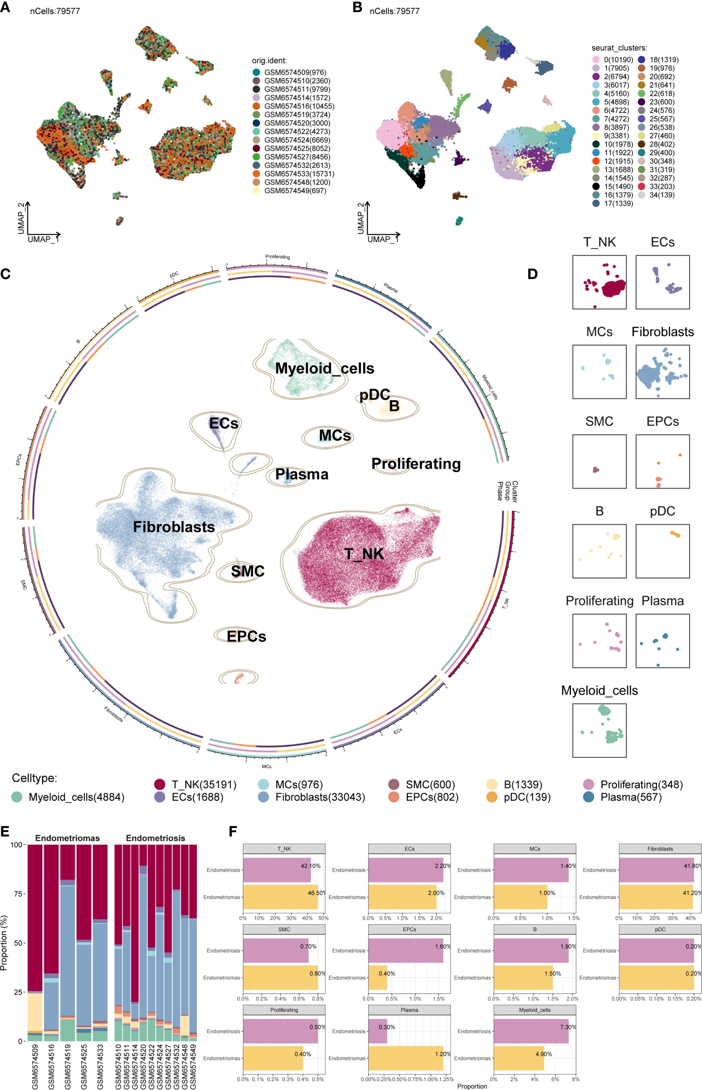 A detailed scientific figure with multiple panels analyzing cell types and proportions in endometrioma and endometriosis samples. Panels A and B show UMAP plots with distinct clusters of 79,577 cells, labeled by original identifiers and Seurat clusters. Panel C presents a circular visualization highlighting different cell types such as Myeloid cells, Fibroblasts, and T_NK. Panel D displays scatter plots for various cell clusters. Panel E illustrates a bar graph of proportions of cell types in different samples. Panel F contains segmented bar graphs showing percentages of each cell type in endometrioma versus endometriosis.