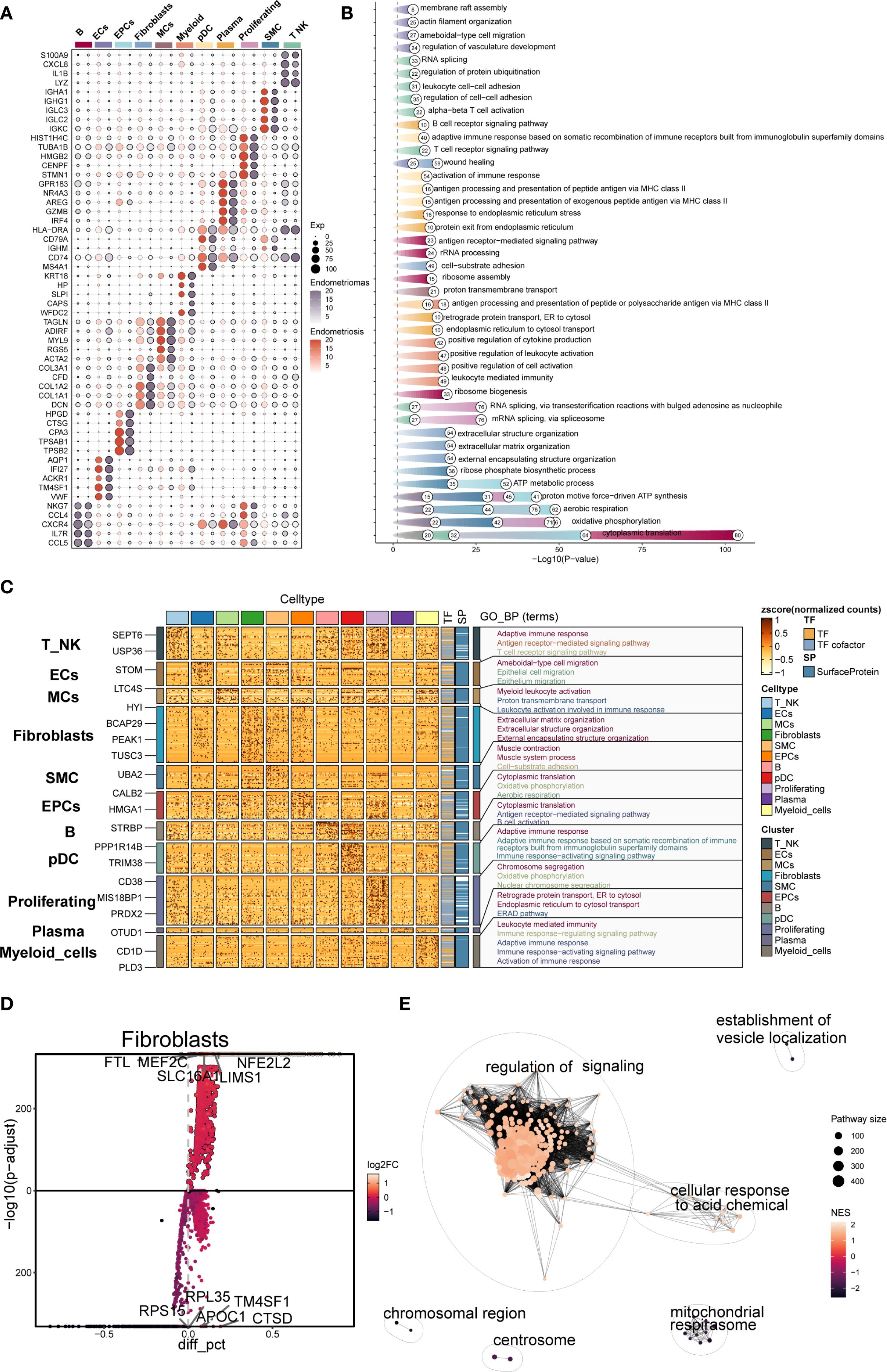 A multi-panel scientific figure depicting various analyses related to cell types and gene expression. Panel A: Heatmap showing gene expression levels across different cell types, with color gradients indicating expression intensity. Panel B: Bar graph illustrating enriched biological processes, labeled with terms like “wound healing” and “RNA splicing,” plotted against -log10(p-value). Panel C: Heatmap with cell types and GO_BP terms, displaying z-scores of normalized counts with color coding for expression levels. Panel D: Volcano plot for fibroblasts showing gene significance and log2 fold changes, with genes like MEF2C and RPL35 marked. Panel E: Network diagram highlighting pathways such as “regulation of signaling” and “mitochondrial respiration,” showing pathway sizes and normalized enrichment scores (NES) using color intensity.