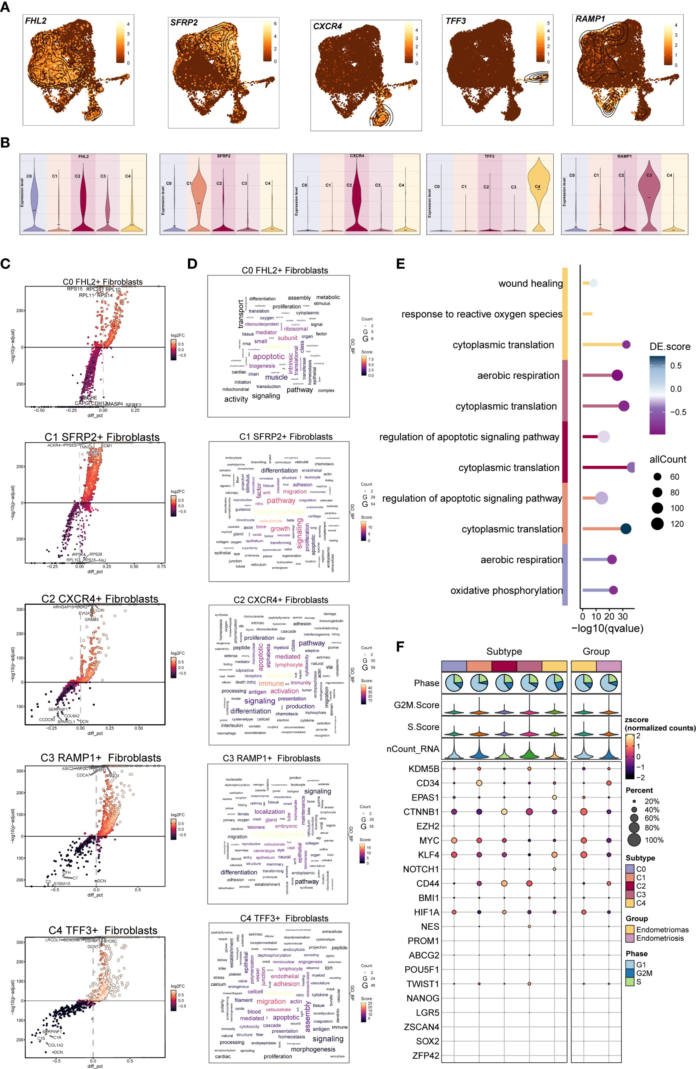 Scientific figure illustrating gene expression data across fibroblast subtypes. Panel A shows expression maps for genes FHL2, SFRP2, CXCR4, TFF3, and RAMP1. Panel B presents violin plots of gene expression across different conditions. Panel C contains scatter plots highlighting differential expression in fibroblast subtypes. Panel D features word clouds depicting enriched biological processes. Panel E displays a bar graph of gene ontology terms with significance scores. Panel F summarizes various metrics such as phase, score distributions, and counts associated with fibroblast subtypes and groups.