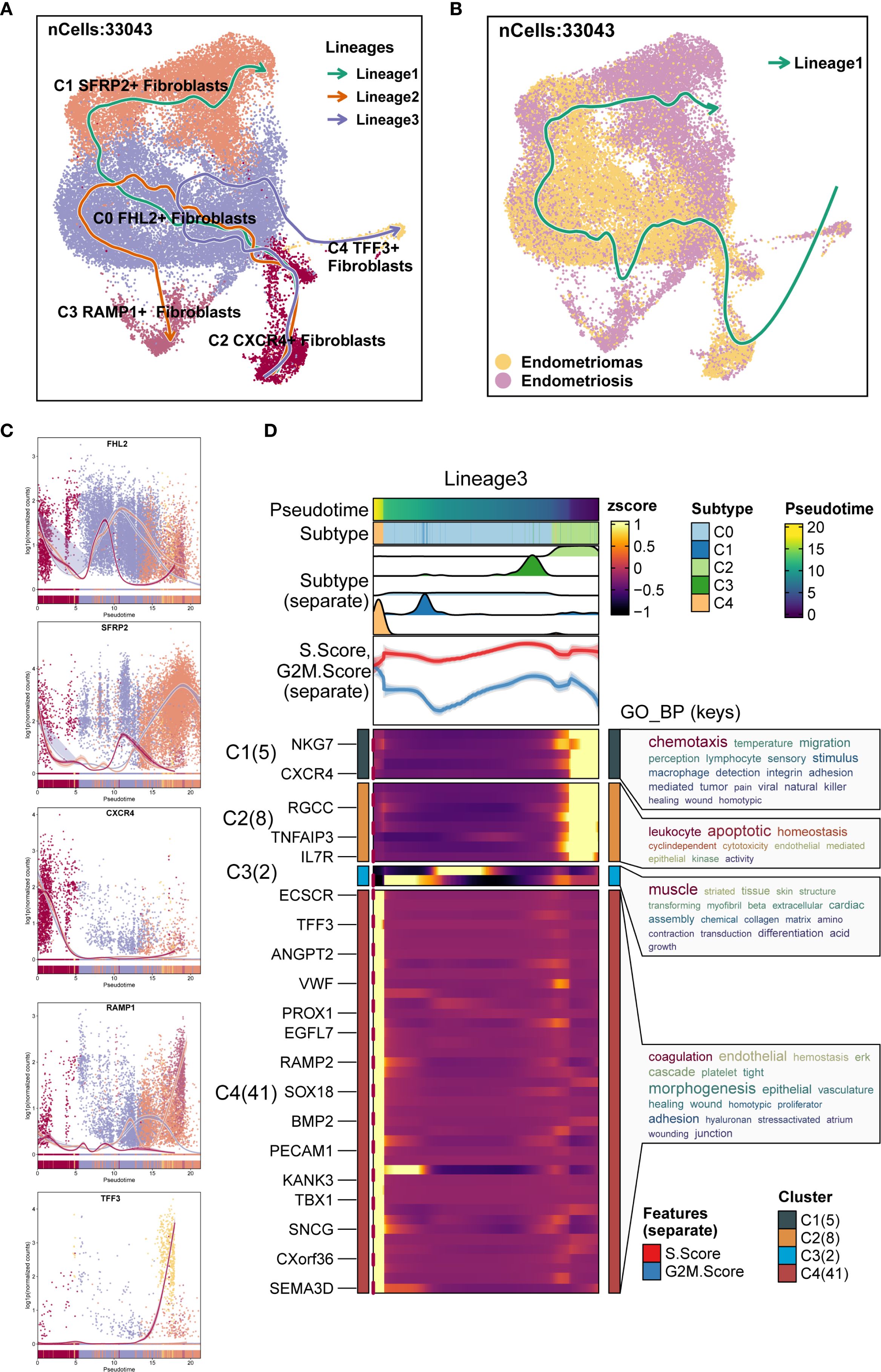 A composite image showing various data visualizations of fibroblast cell types and lineages in the context of endometriosis and endometriomas. Panel A displays a scatter plot identifying fibroblast subtypes and three cell lineages with lines representing different trajectories. Panel B highlights the distribution of endometriosis and endometriomas aligned with Lineage 1. Panel C presents gene expression changes over pseudotime for genes like FHL2 and TFF3. Panel D is a heatmap of z-scores for various genes, pseudotime, and subtypes with corresponding gene ontology biological processes depicted on the side.