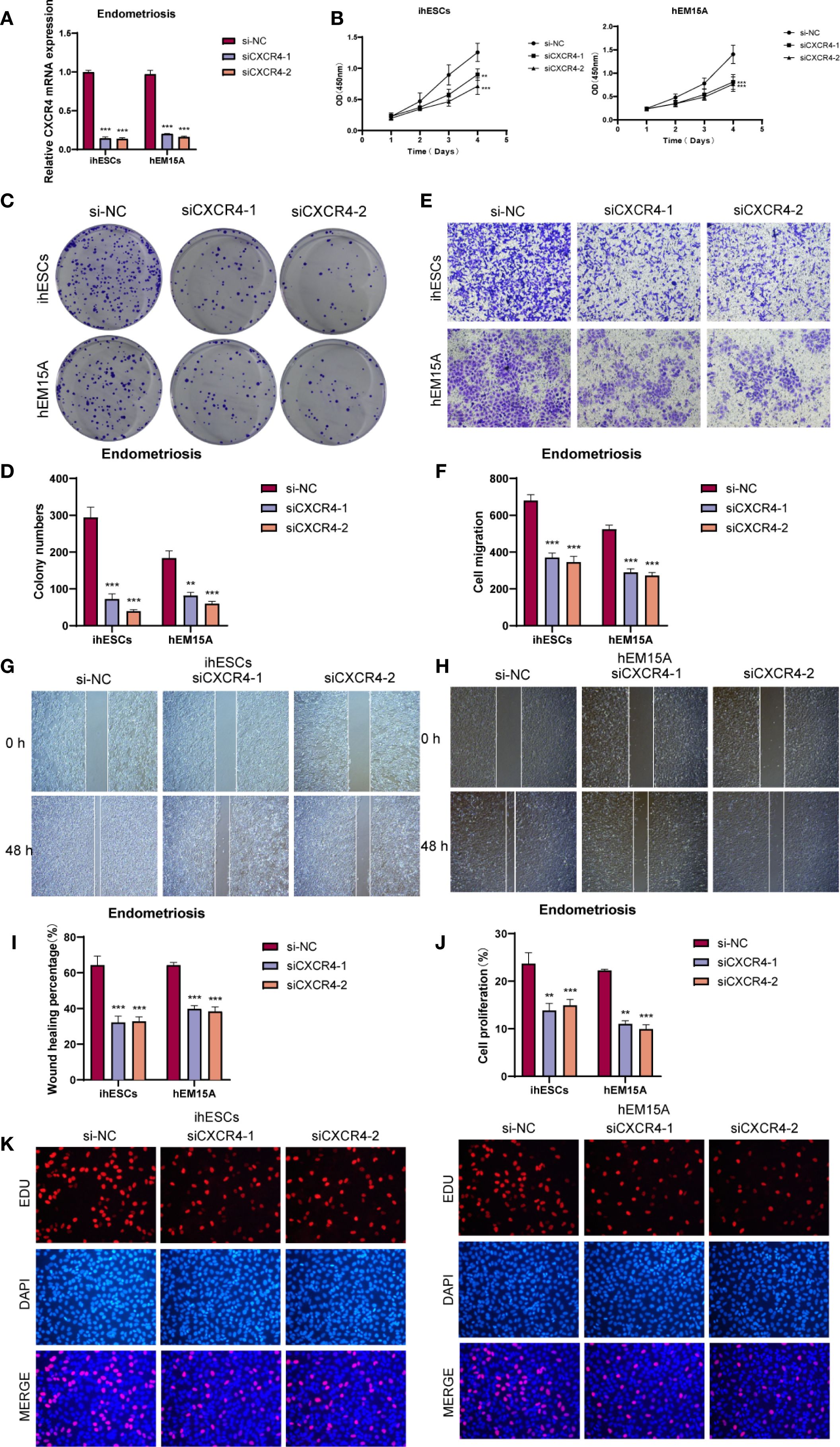 A multi-panel scientific figure illustrating various assays related to CXCR4 expression in endometriosis. Panel A shows a bar graph of relative CXCR4 mRNA expression in ihESCs and hEM15A cells. Panel B includes line graphs displaying cell growth over time. Panel C depicts colony formation assays. Panel D presents a bar graph of colony numbers. Panel E shows images from migration assays. Panel F is a bar graph of cell migration results. Panel G and H display wound healing images at 0 and 48 hours. Panels I and J provide bar graphs of wound healing percentages and cell proliferation. Panel K shows images of cells stained with EDU and DAPI, along with merged images.