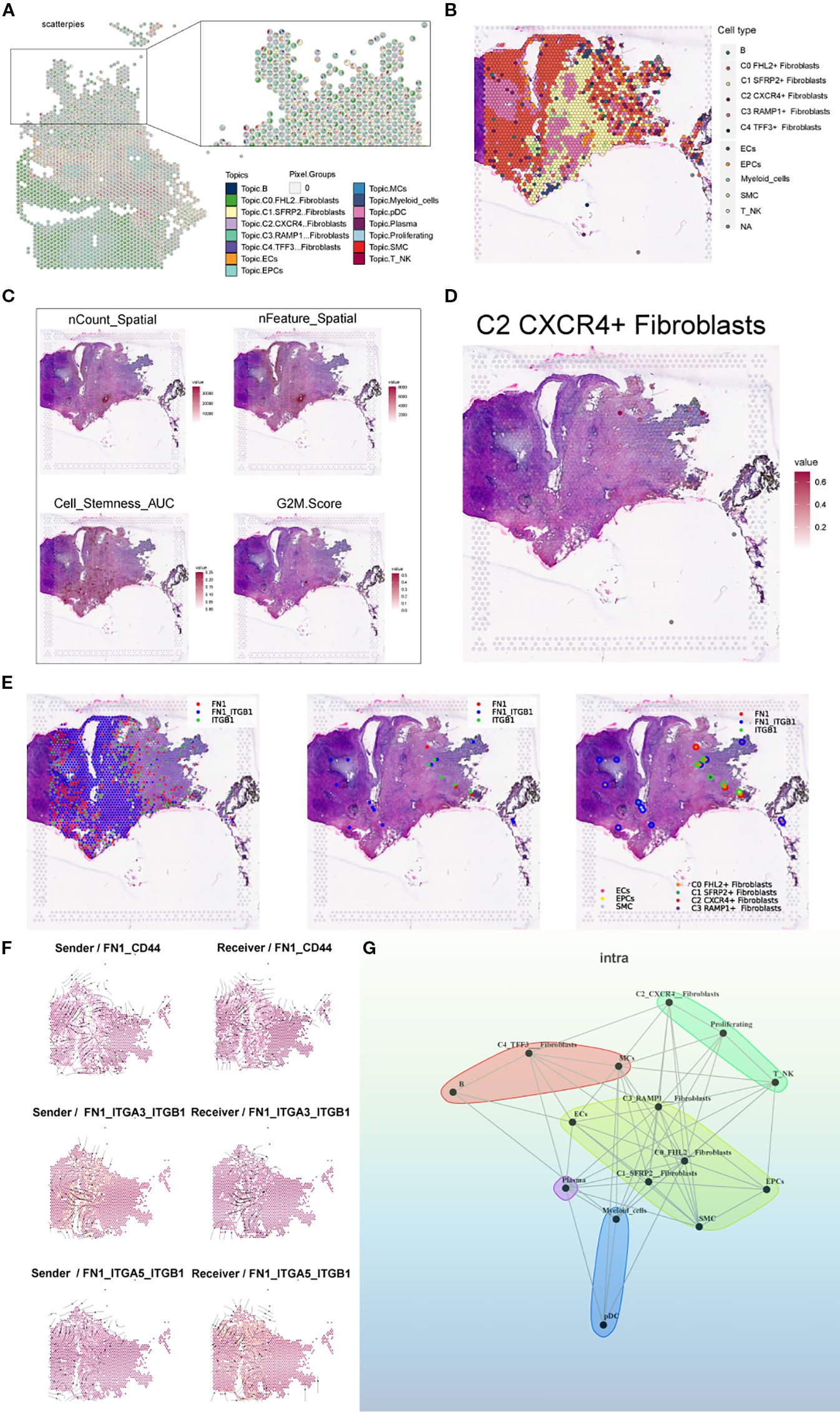 A series of scientific data visualizations detail various analyses of fibroblast cell subtypes. Panel A features scatter plots with pixel groups categorized by topics. Panel B shows a map of cell types, including fibroblasts and myeloid cells. Panel C presents spatial maps visualizing counts, features, stemness, and cell cycle scores. Panel D focuses on C2 CXCR4+ fibroblast distribution. Panel E illustrates FN1 expression with emphasis on interactions. Panel F displays sender and receiver models for protein interactions. Panel G presents a network diagram of intra- and intercellular communications among different fibroblast subtypes and other cell types.