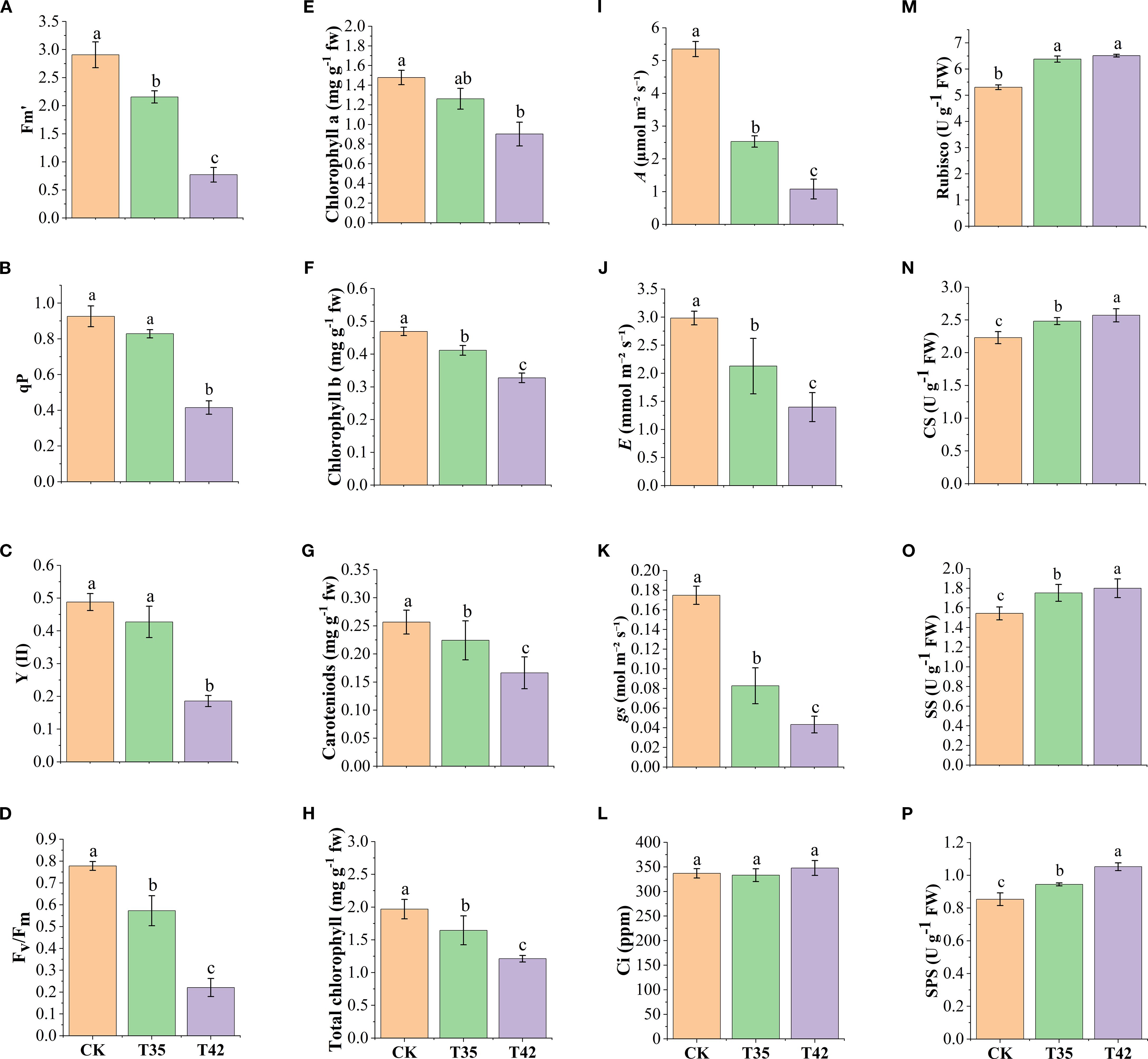 Bar graphs display various physiological and biochemical parameters across three conditions: CK, T35, and T42. Panels A to P include measurements of Fv/Fm, qP, Y(II), Fv′/Fm′, chlorophyll a, chlorophyll b, carotenoids, total chlorophyll, A, E, gs, Ci, rubisco, CS, SS, and SPS. Error bars indicate variability, and different letters (a, b, c) denote statistical significance among groups.