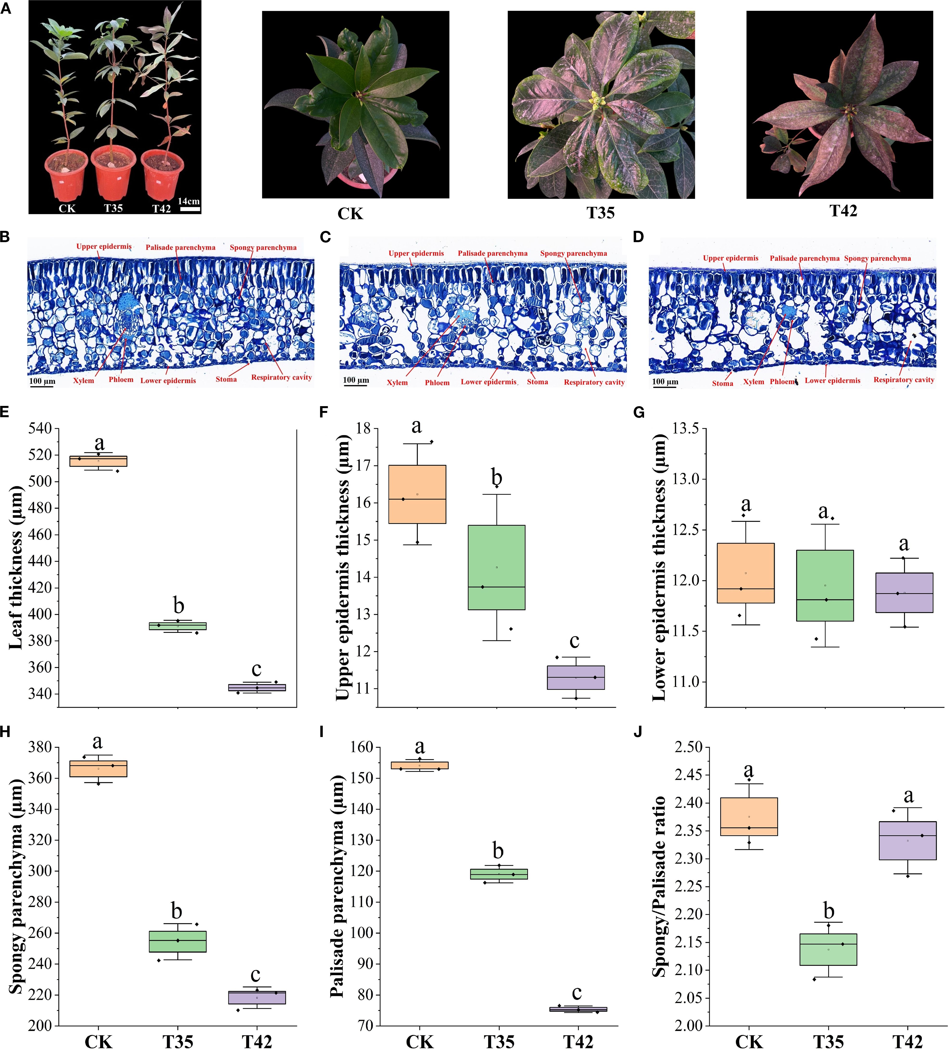 Panel A shows images of plants labeled CK, T35, and T42 with differences in leaf coloration and size. Panels B, C, and D depict cross-sections of plant leaves with labeled parts such as upper epidermis, palisade parenchyma, and spongy parenchyma. Panels E to J present box plots of various leaf characteristics including leaf thickness, upper epidermis thickness, lower epidermis thickness, spongy parenchyma, palisade parenchyma, and spongy/palisade ratio. Variations in measurements are indicated, with significant differences denoted by letters “a,” “b,” and “c.