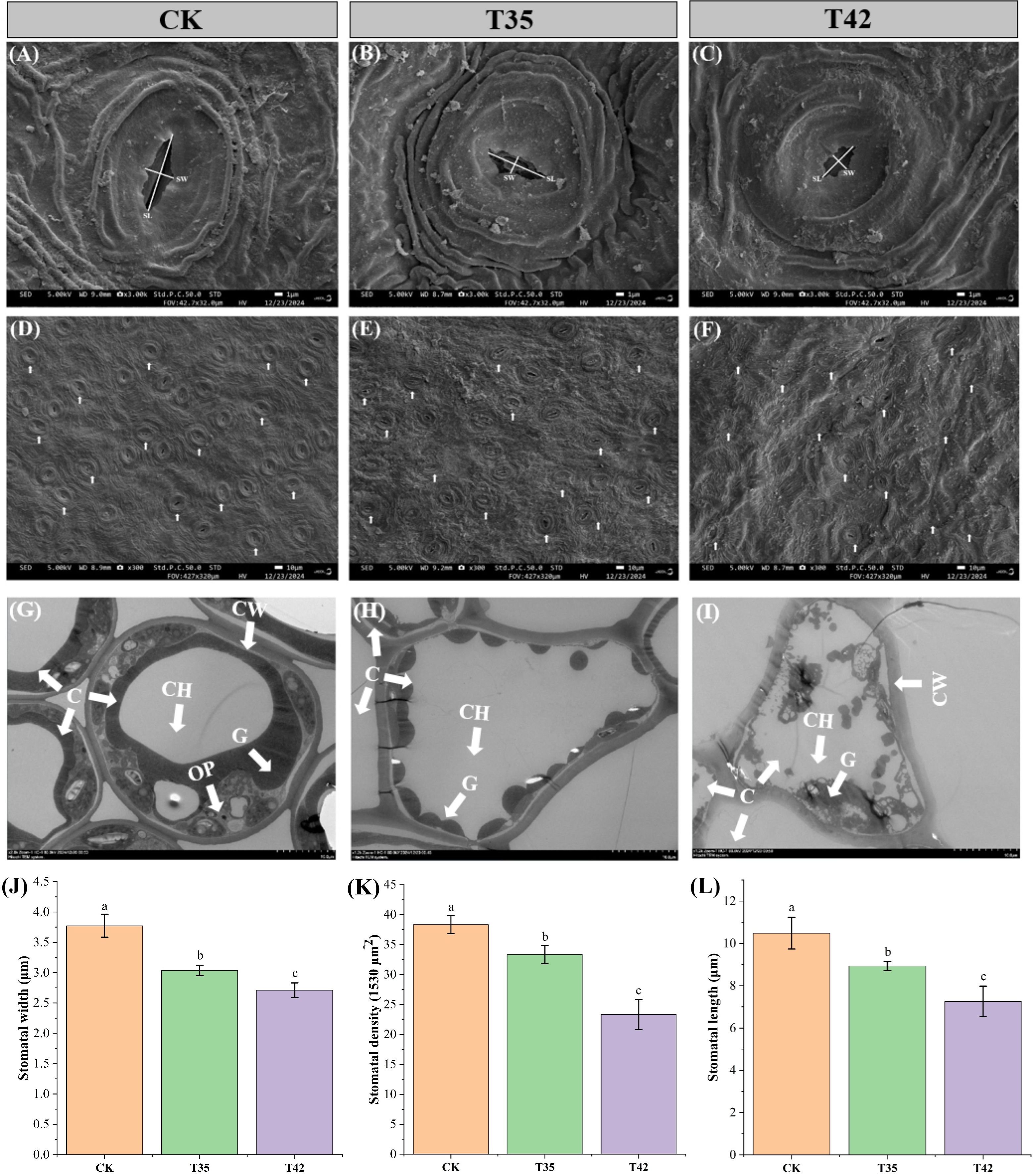 Microscopic images labeled CK, T35, and T42 depict cellular structures with variations in pattern and density. Images (A) to (C) show sectional views of plant tissue, while (D) to (F) show surface analyses. Images (G) to (I) reveal internal structures labeled with letters indicating specific components. Bar charts (J) to (L) display stomatal width, density, and length across CK, T35, and T42, indicating changes in measurements. Different colors represent each group, with letters a, b, and c indicating statistical significance.
