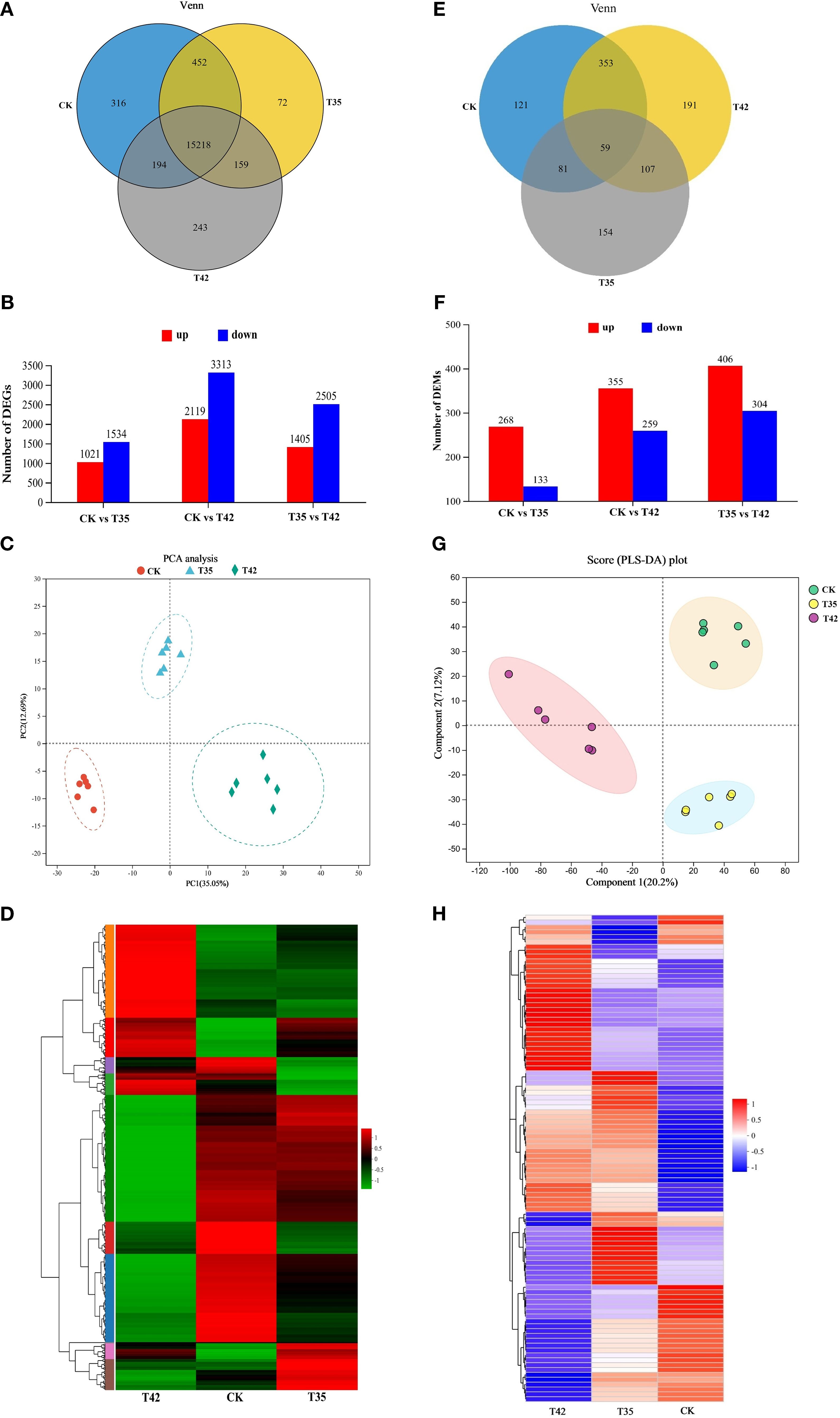 Venn diagrams, bar charts, scatter plots, and heat maps illustrating differential gene and metabolite expression analysis. Venn diagram (A) shows the overlap of differentially expressed genes among CK, T35, and T42 groups. Bar chart (B) compares the number of upregulated and downregulated genes across comparisons. PCA plot (C) visualizes gene expression variance. Heat map (D) displays hierarchical clustering of gene expressions. Venn diagram (E) and bar chart (F) show differentially expressed metabolites. PLS-DA plot (G) analyzes variance in metabolite profiles. Heat map (H) provides hierarchical clustering of metabolite expressions.