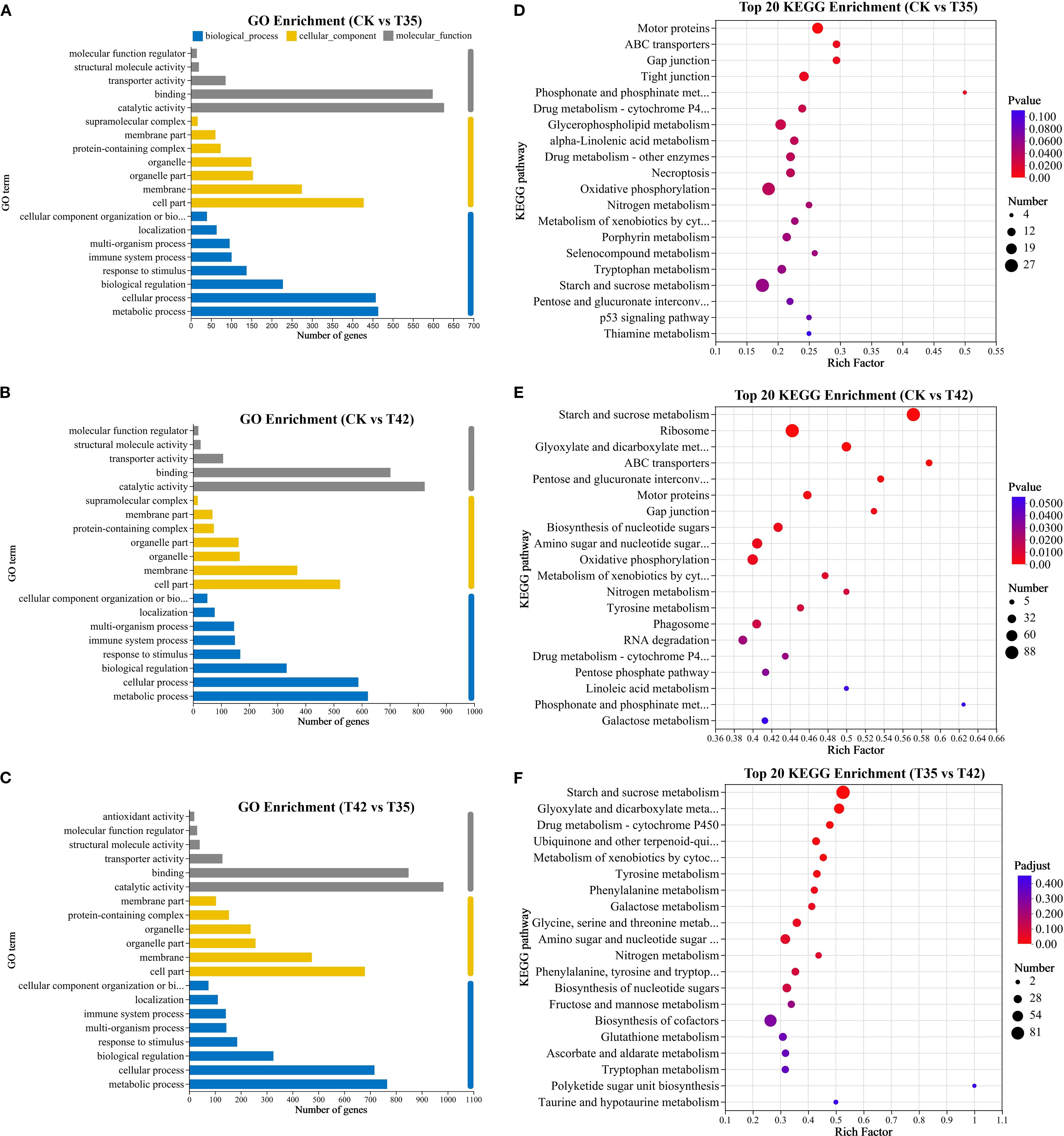 Six-panel data visualization showing GO and KEGG enrichment analyses. Panels A, B, and C depict GO enrichment bar charts comparing CK with T35, CK with T42, and T42 with T35, respectively. Blue, yellow, and gray bars represent different biological processes. Panels D, E, and F present KEGG enrichment dot plots for the same comparisons, indicating pathways with p-value color scaling and dot size reflecting the number of genes involved. Each plot highlights the top twenty enriched pathways or GO terms, showing variations in gene regulation across different conditions.