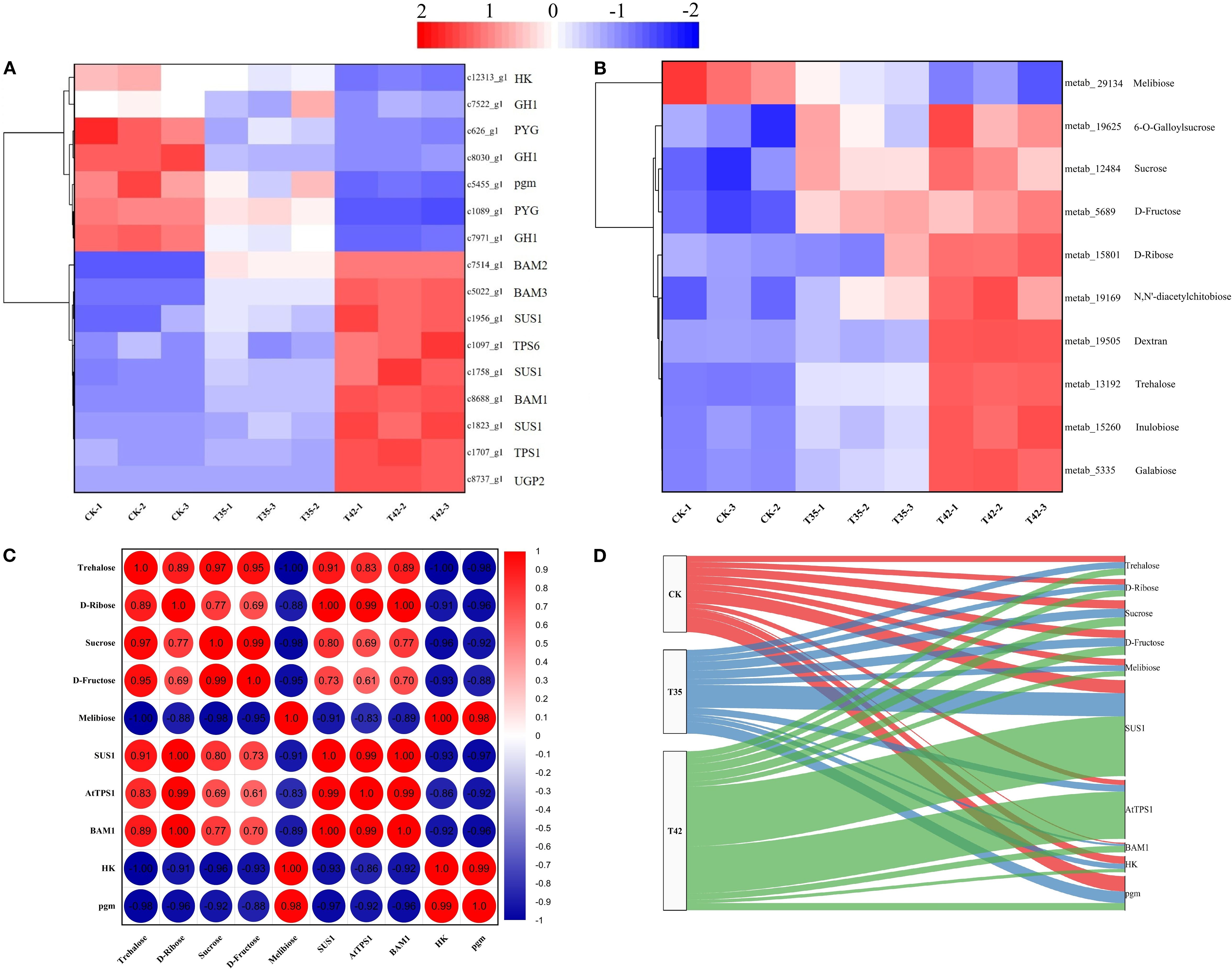 Heat maps (A and B) show expression levels of metabolites and genes with a color scale from red (high) to blue (low). Correlation matrix (C) illustrates relationships between variables in red and blue circles, indicating positive and negative correlations. Sankey diagram (D) depicts flow among categories (CK, T35, T42) with colored streams linking metabolites and genes.