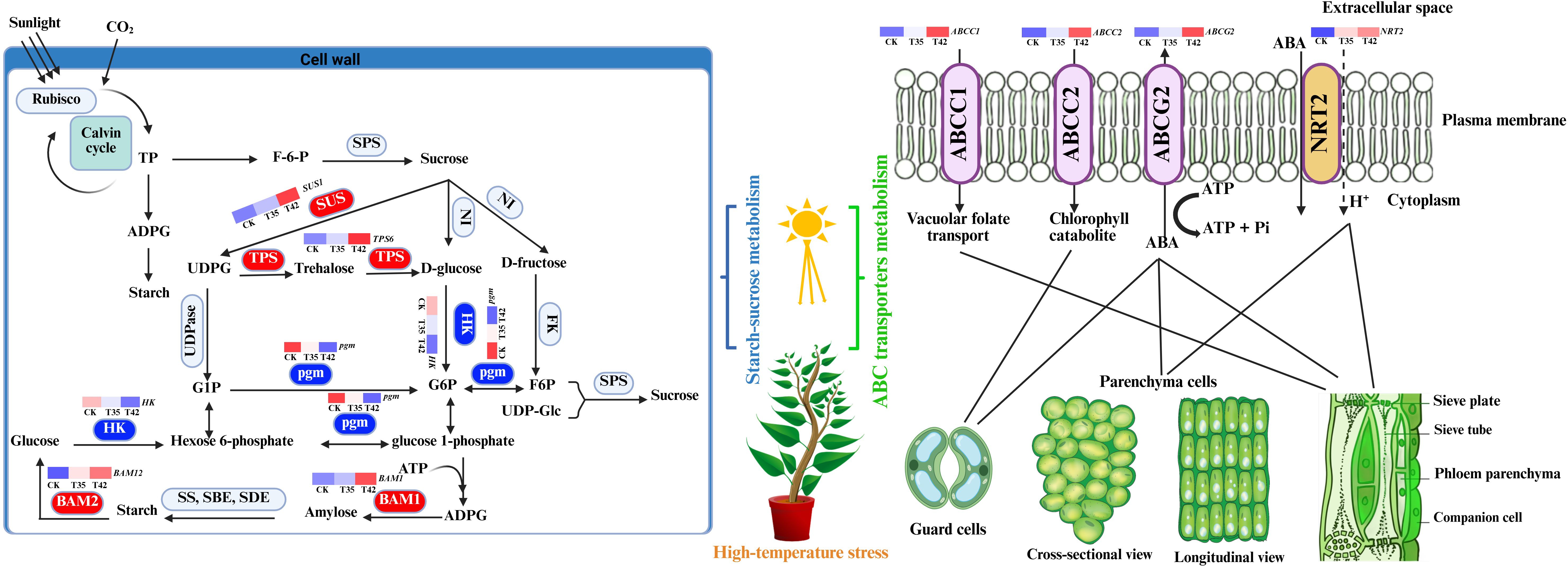 Diagram illustrating starch-sucrose metabolism and ABC transporters in plant cells under high-temperature stress. Left side shows Calvin cycle products converting into starch and sucrose, indicating enzymatic interactions. Right side depicts transport proteins in plasma membranes involved in folate transport, chlorophyll catabolism, and ABA signaling. Includes diagrams of parenchyma cells, guard cells, and phloem structure with labels for sieve plates, tubes, and companion cells.