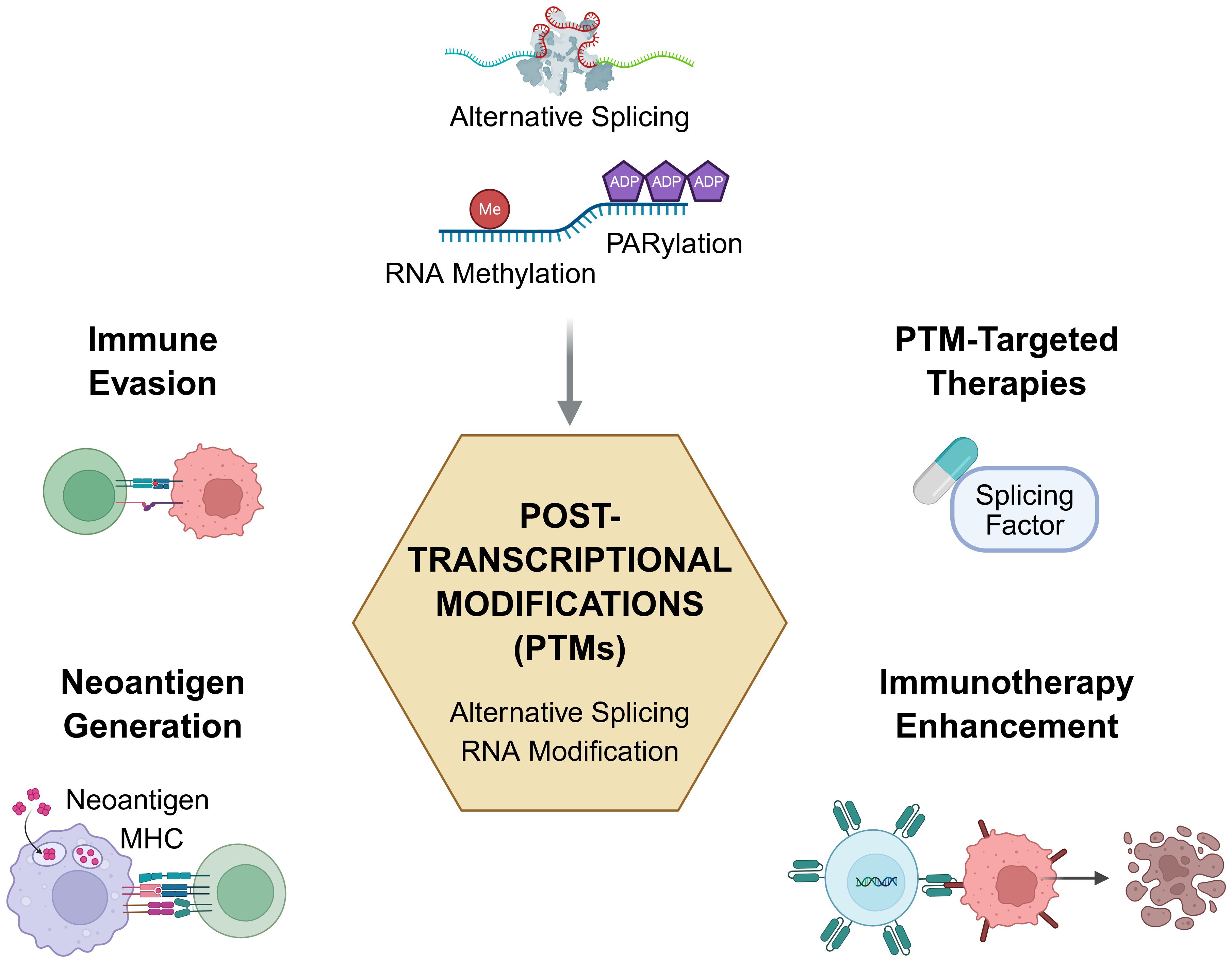 Diagram illustrating the role of post-transcriptional modifications (PTMs) such as alternative splicing, RNA methylation, and PARylation in cancer. PTMs influence immune evasion and neoantigen generation, impacting therapies. Splicing factors are indicated as targets for PTM-focused therapies, enhancing immunotherapy effectiveness.