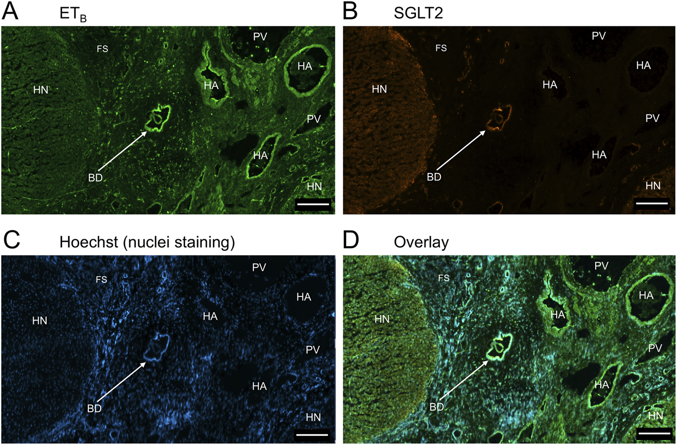 Fluorescence microscopy images in four panels labeled A to D. Panel A shows ET\(_B\) expression in green, panel B shows SGLT2 in orange, panel C highlights nuclei with blue Hoechst staining, and panel D is an overlay of panels A, B, and C. Labeled structures include FS, HN, PV, HA, and BD.