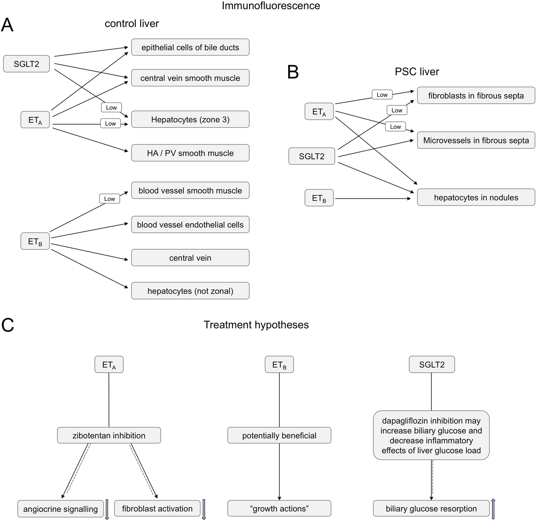 Diagram illustrating immunofluorescence findings and treatment hypotheses. Panel A shows control liver with SGLT2, ETA, and ETB expression across various cells. Panel B depicts PSC liver with low ETA and SGLT2, and ETB presence in hepatocytes. Panel C outlines treatment hypotheses: ETA suggesting zibotentan inhibition affecting angiocrine signaling and fibroblast activation; ETB's potential benefits; and SGLT2 inhibition with dapagliflozin possibly impacting biliary glucose resorption and liver glucose load.