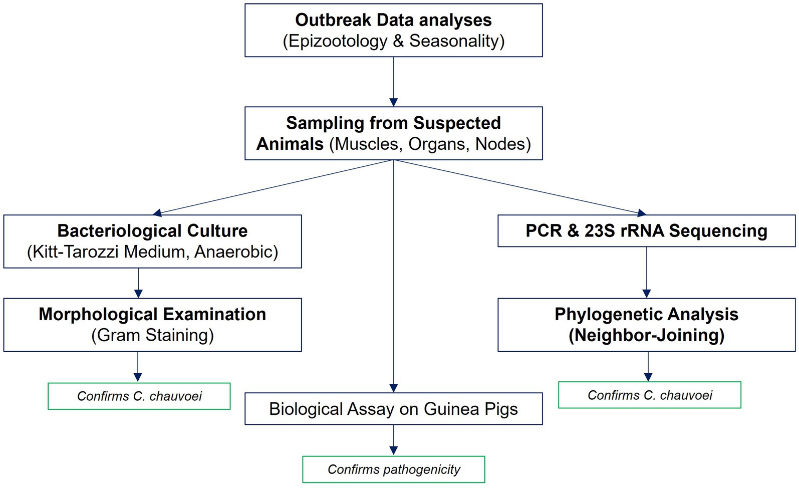Flowchart depicting the process of confirming Clostridium chauvoei and pathogenicity. Outbreak data analysis leads to sampling from suspected animals. This splits into two paths: one, bacteriological culture using Kitt-Tarozzi medium, followed by morphological examination confirming C. chauvoei; and two, PCR and 23S rRNA sequencing with phylogenetic analysis confirming C. chauvoei. Both paths conclude with a biological assay on guinea pigs, confirming pathogenicity.