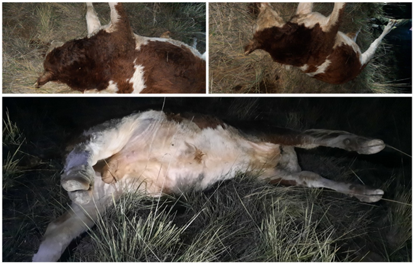 Three images depict a cow lying on its side in a grassy area at night. The top two photos show the brown and white cow from different angles. The bottom image reveals a closer view of the animal's side, highlighting its exposed stomach and legs.