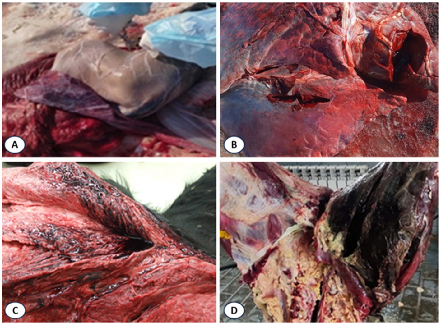 Four-panel image showing pathological tissue changes. Panel A displays a pale, swollen organ with surface textures. Panel B shows a dark red organ with lesions. Panel C highlights a close-up of tissue with blackened, rough texture. Panel D depicts a cross-section of tissue with a mix of dark red and yellowish areas, indicating possible necrosis.