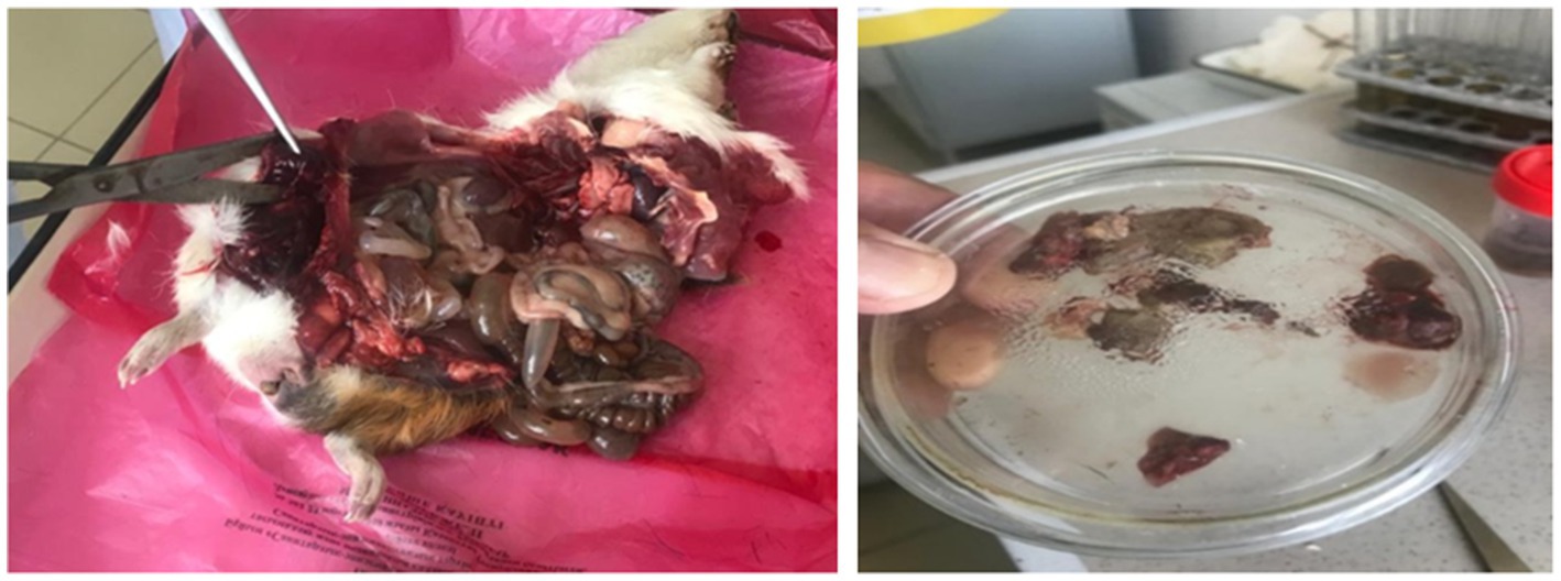 A dissection scene showing an animal with internal organs exposed, placed on a pink surface. A tool is visible near the incision. Next to it, a hand holds a petri dish containing small pieces of tissue submerged in liquid.
