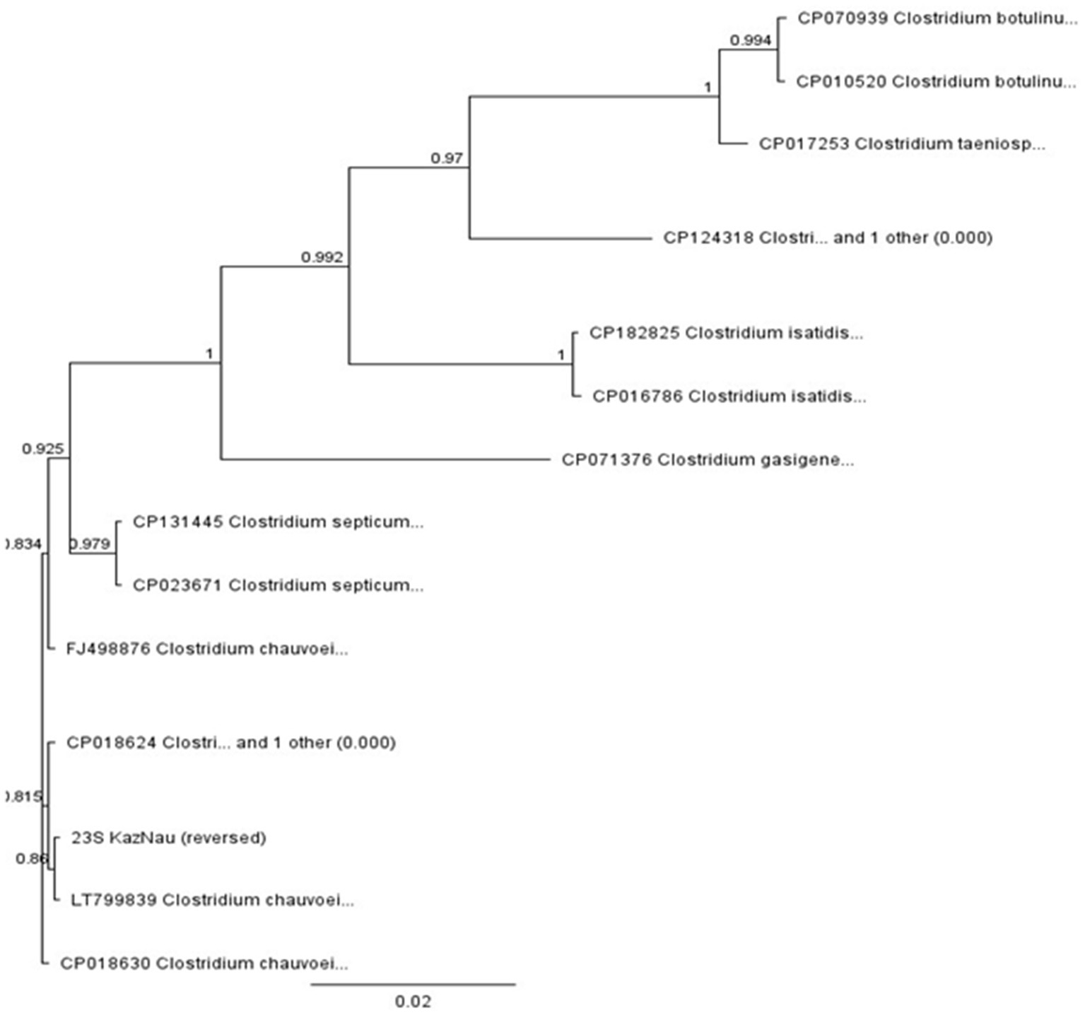 Phylogenetic tree depicting relationships between various Clostridium species. Branches display bootstrap support values, indicating confidence levels. Specific species and strains like Clostridium botulinum, Clostridium taeniosporum, Clostridium septicum, and Clostridium chauvoei are labeled along the branches, illustrating evolutionary connections.
