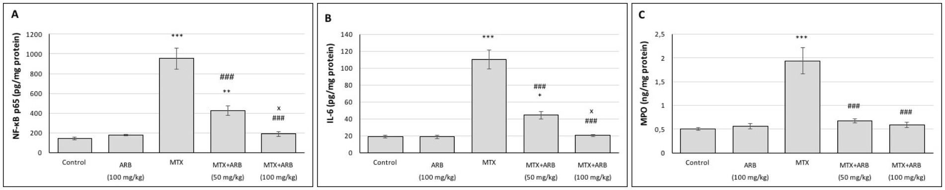Bar charts labeled A, B, and C display levels of NF-kB p65, IL-6, and MPO respectively in pg/mg or ng/mg protein. Each chart compares Control, ARB (100 mg/kg), MTX, MTX+ARB (50 mg/kg), and MTX+ARB (100 mg/kg) groups. MTX shows the highest levels in all charts. Statistical significance is indicated by symbols: asterisks for higher levels compared to Control, and hashes for reduced levels in combined treatments compared to MTX alone.