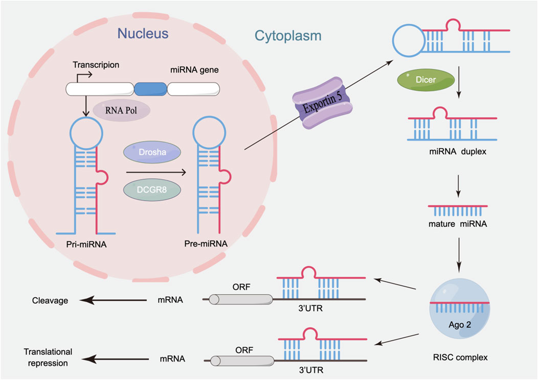 Frontiers | Dual-regulatory miRNAs: master regulators and