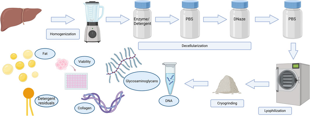 Flowchart illustrating the decellularization and lyophilization process of a liver. The liver undergoes homogenization using a blender, then treated with enzyme/detergent, PBS, DNase, and PBS again. Outputs include fat, viability, glycosaminoglycans, detergent residuals, collagen, and DNA. After decellularization, the material is cryoground and lyophilized using a freeze-dryer.