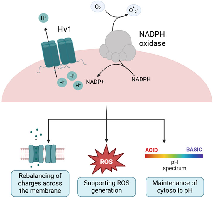 Diagram illustrating the role of Hv1 and NADPH oxidase in cellular processes. Hv1 facilitates proton (H+) movement across membranes, contributing to charge rebalancing, reactive oxygen species (ROS) generation, and pH maintenance. NADPH oxidase generates ROS by converting NADPH to NADP+ and producing superoxide (O2−) from oxygen (O2). This relates to processes such as maintaining cytosolic pH and aiding in ROS formation. An acid-basic pH spectrum is featured.