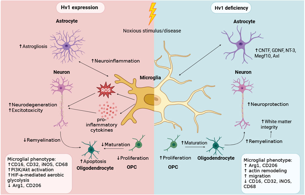 Illustration comparing Hv1 expression and Hv1 deficiency in response to noxious stimuli or disease. The left side shows increased astrogliosis, neuroinflammation, neurodegeneration, excitotoxicity, ROS production, and pro-inflammatory cytokines with reduced remyelination and microglial phenotypes (CD16, CD32, iNOS, CD68) when Hv1 is expressed. The right side displays increased CNTF, GDNF, NT-3, and other proteins, with enhanced neuroprotection, white matter integrity, remyelination, and microglial phenotypes (Arg1, CD206) with reduced CD16, CD32, iNOS, CD68 when Hv1 is not expressed. OPC maturation and proliferation is positively affected by lack of Hv1.