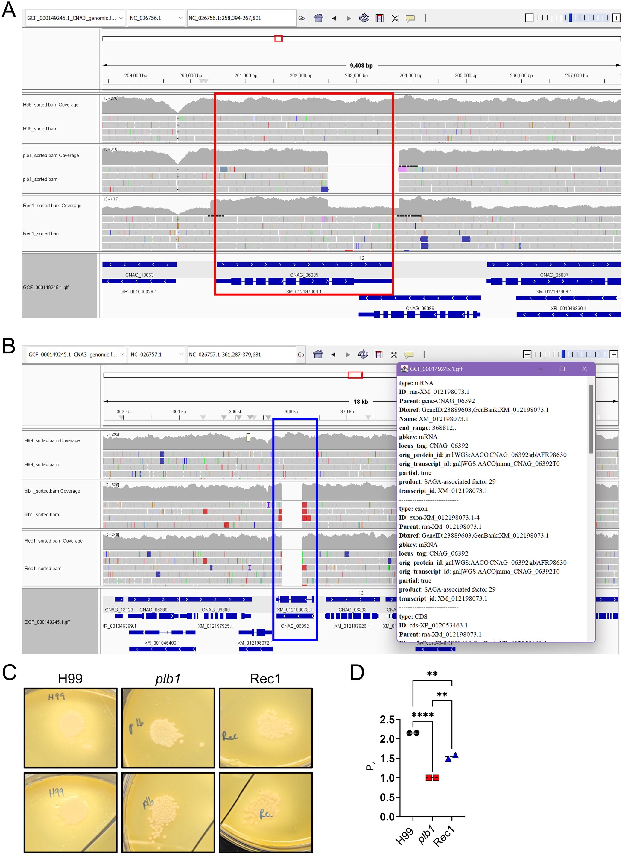 Panel A shows genomic alignments with red highlighting a region across multiple data tracks. Panel B displays a similar alignment with a blue highlight and an information box detailing mRNA specifics. Panel C features six images of microbial growth in petri dishes, labeled H99, plb1, and Rec1. Panel D is a bar chart comparing P2 values across these three groups, indicating significant differences with asterisks.