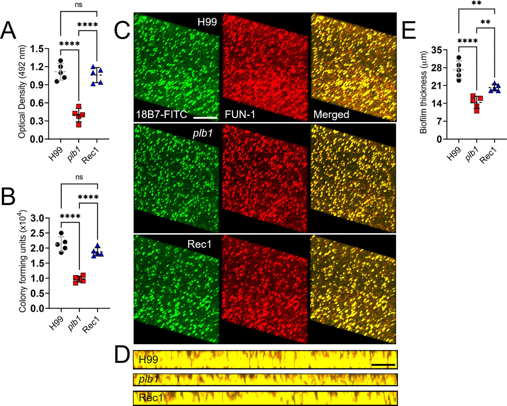 Bar graphs and microscopic images show differences among H99, plb1, and Rec1 groups. Graph A displays optical density, with H99 and Rec1 significantly higher than plb1. Graph B shows colony-forming units, indicating plb1 is significantly lower. Microscopy panels C depict 18B7-FITC, FUN-1, and merged fluorescent images of cell samples for each group. Panel D shows biofilm structural differences. Graph E illustrates biofilm thickness, with Rec1 overlapping significantly with plb1 but less thick than H99. Statistical significance is marked with asterisks.