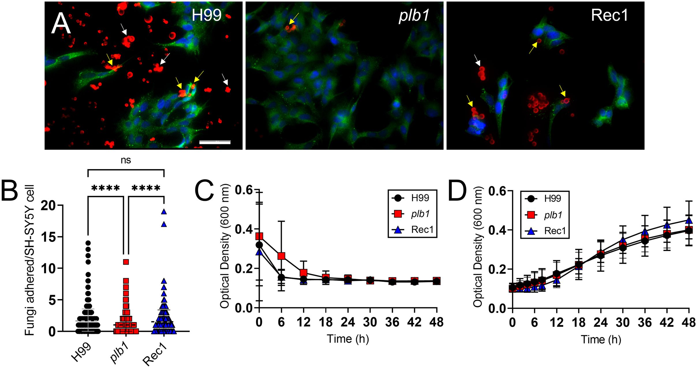 Fluorescence microscopy and growth analysis of fungi on SH-SY5Y cells. Panel A: Images of H99, plb1, and Rec1 strains, with fungi highlighted in red against green-stained cells. Panel B: Bar graph showing fungi adherence per SH-SY5Y cell for H99, plb1, and Rec1, with statistical significance noted. Panel C and D: Line graphs representing optical density over time for each strain, indicating growth patterns. Sample sizes and statistical comparisons are included.