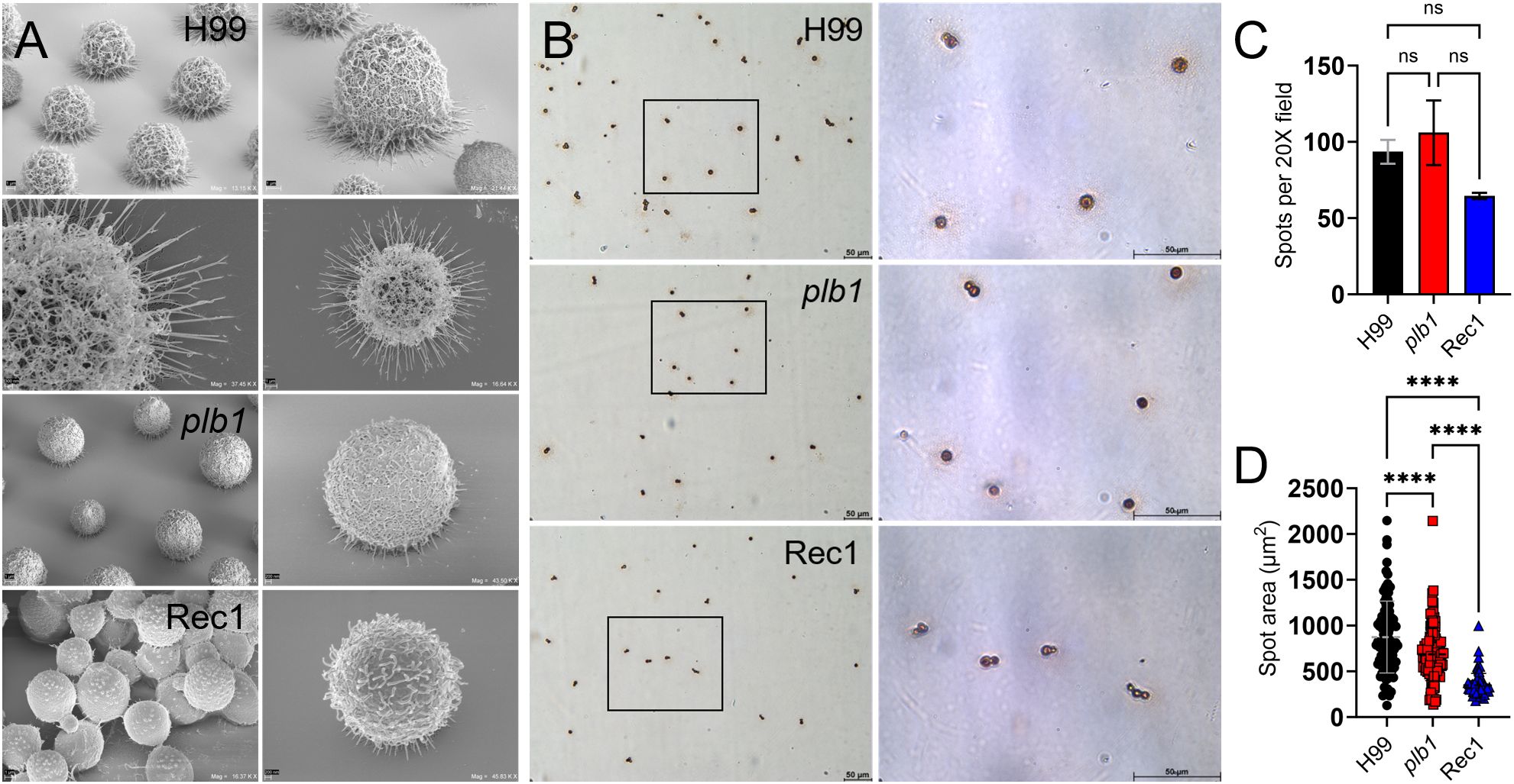 Panel A shows scanning electron micrographs of spores for H99, plb1, and Rec1 strains with detailed surface structures. Panel B contains light micrographs indicating spore distribution. Panel C presents a bar graph comparing spore counts per 20x field for H99, plb1, and Rec1, showing no significant differences. Panel D displays a scatter plot of spot area in square micrometers, indicating significant differences among the strains (H99, plb1, and Rec1).
