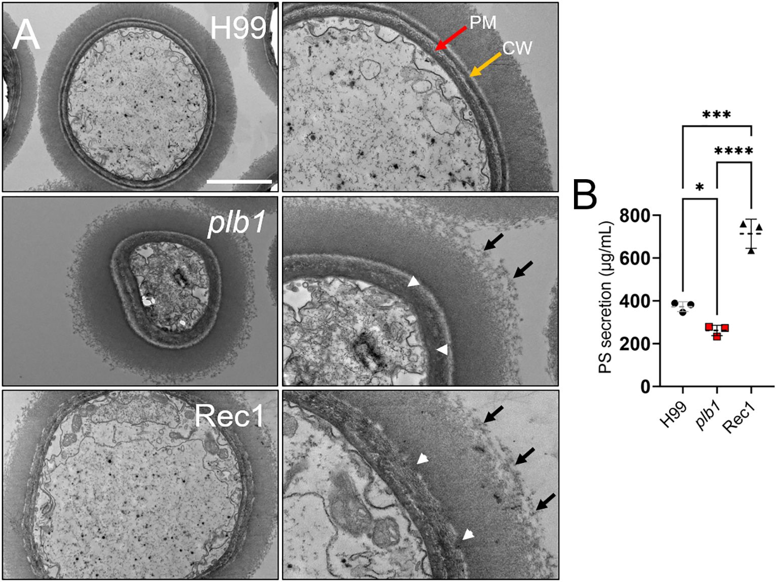 Electron micrographs of fungal cells displaying cell walls and plasma membranes. Images compare H99, plb1, and Rec1 strains, highlighting structural differences with arrows. Panel B shows a bar graph of PS secretion levels in micrograms per milliliter for H99, plb1, and Rec1, with statistical significance indicated by asterisks.