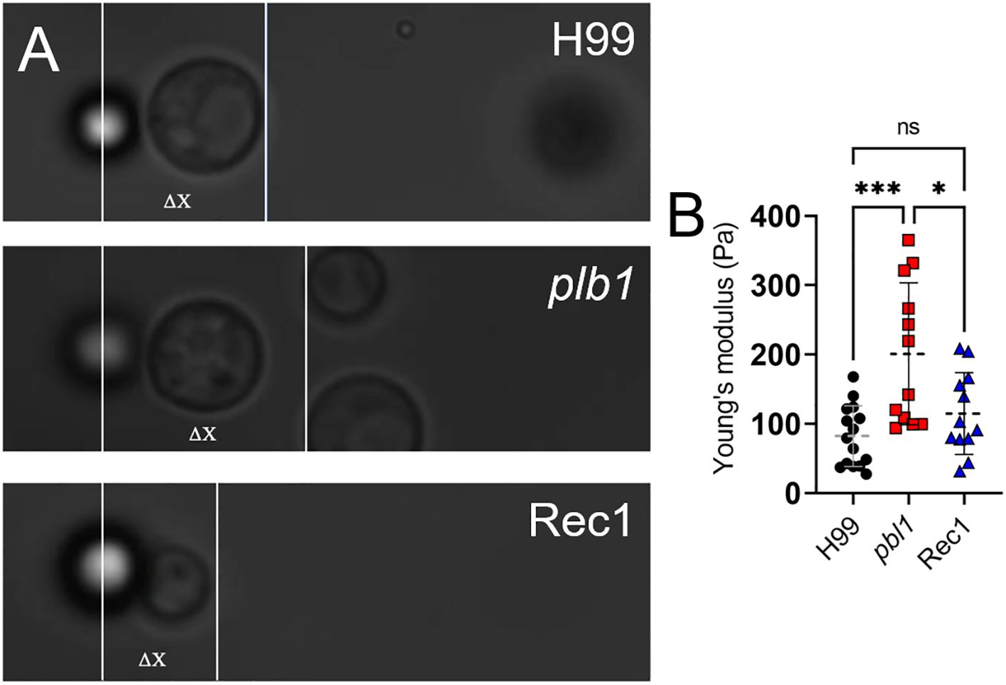Microscopy images on the left show three different strains labeled H99, plb1, and Rec1. Each set features changes noted as ΔX. On the right, a scatter plot displays Young's modulus values for H99, plb1, and Rec1. Red squares, blue triangles, and black circles represent individual data points, with statistical significance indicated by asterisks and “ns” for non-significance.