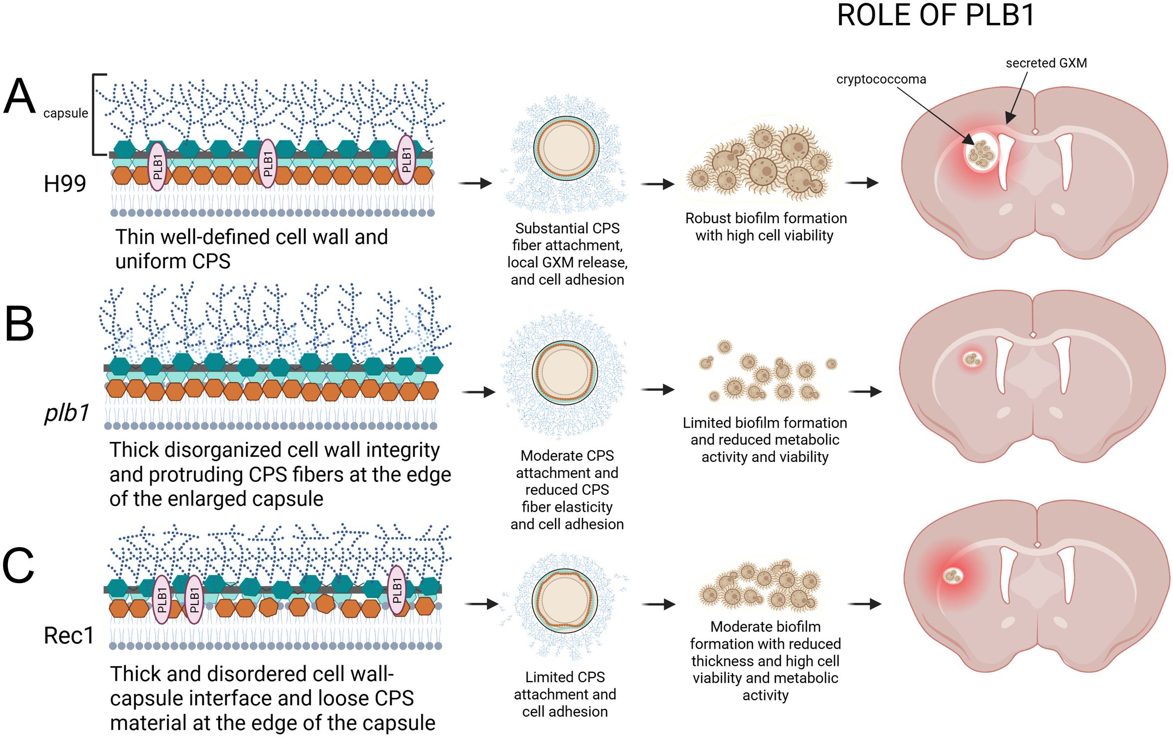 Diagram illustrating the role of PLB1 in biofilm formation and cell adhesion. Panel A shows the H99 strain with a thin, well-defined cell wall resulting in robust biofilm formation. Panel B depicts the plb1 strain with a thick, disorganized cell wall leading to limited biofilm formation. Panel C presents the Rec1 strain with a thick, disordered cell wall and moderate biofilm formation. Each panel links cell wall structure to biofilm thickness and cell viability, with illustrations of the cryptococcoma in brain cross-sections indicating the effects of secreted GXM on biofilm development.